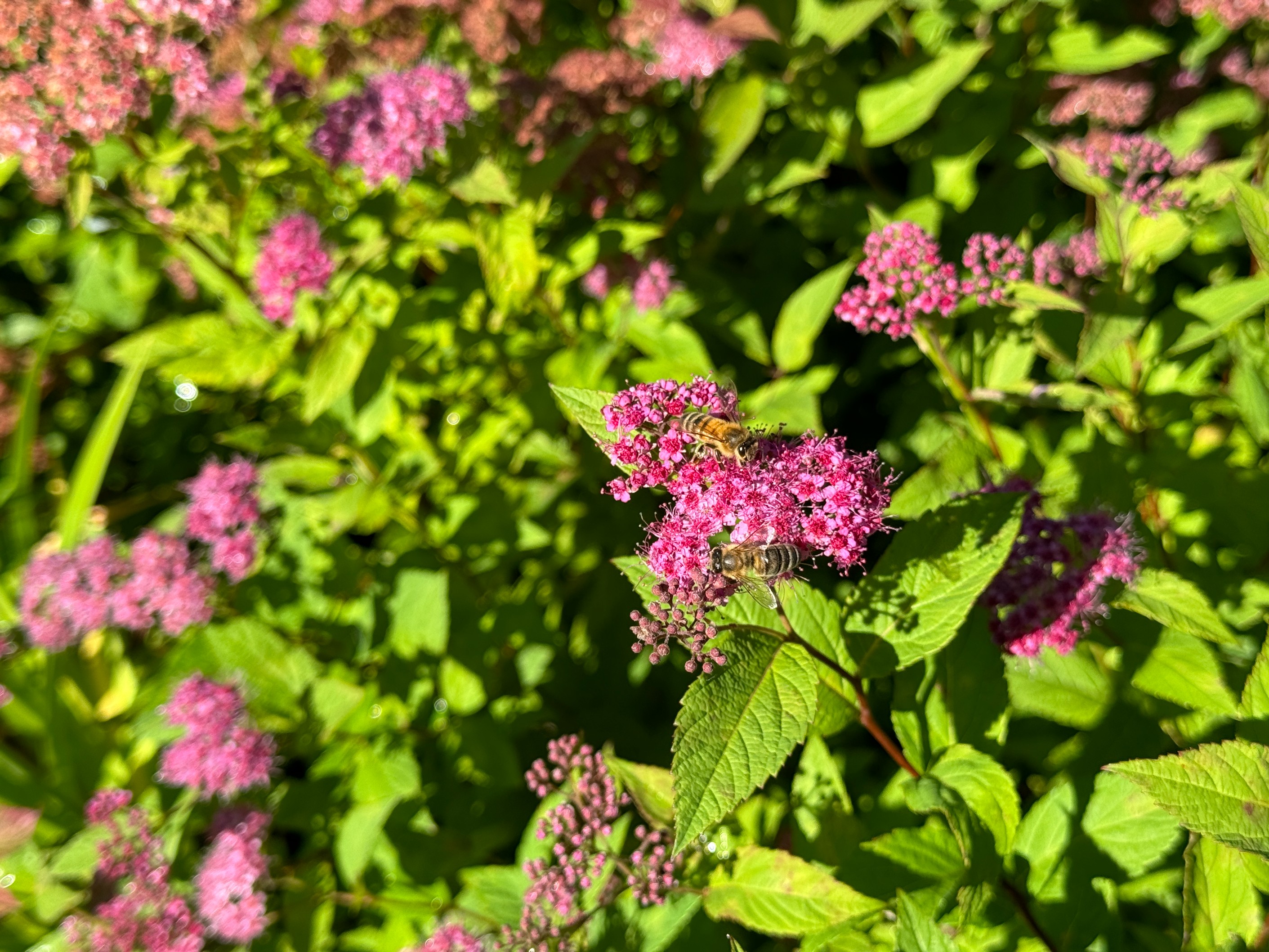 Tawuła japońska ‘Country Red’  Ciemnoróżowa (Spiraea japonica)  Poj. 2.0L