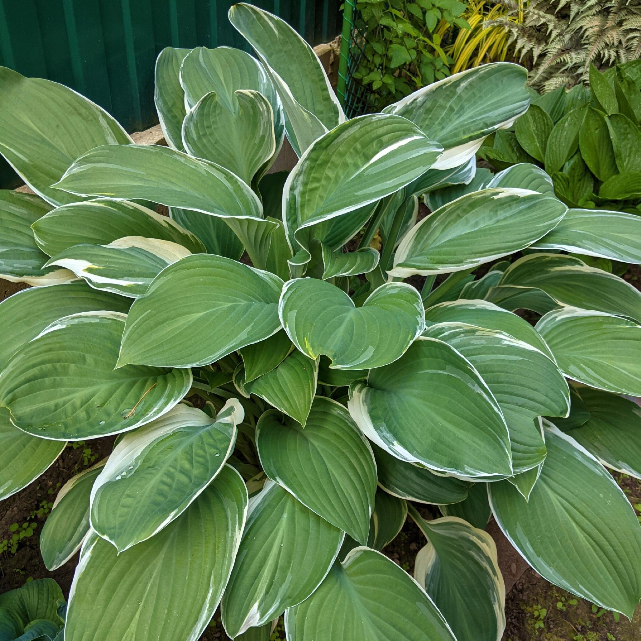Funkia 'Tom Schmid' (Hosta) Doniczka 2.0L Białe marginesy