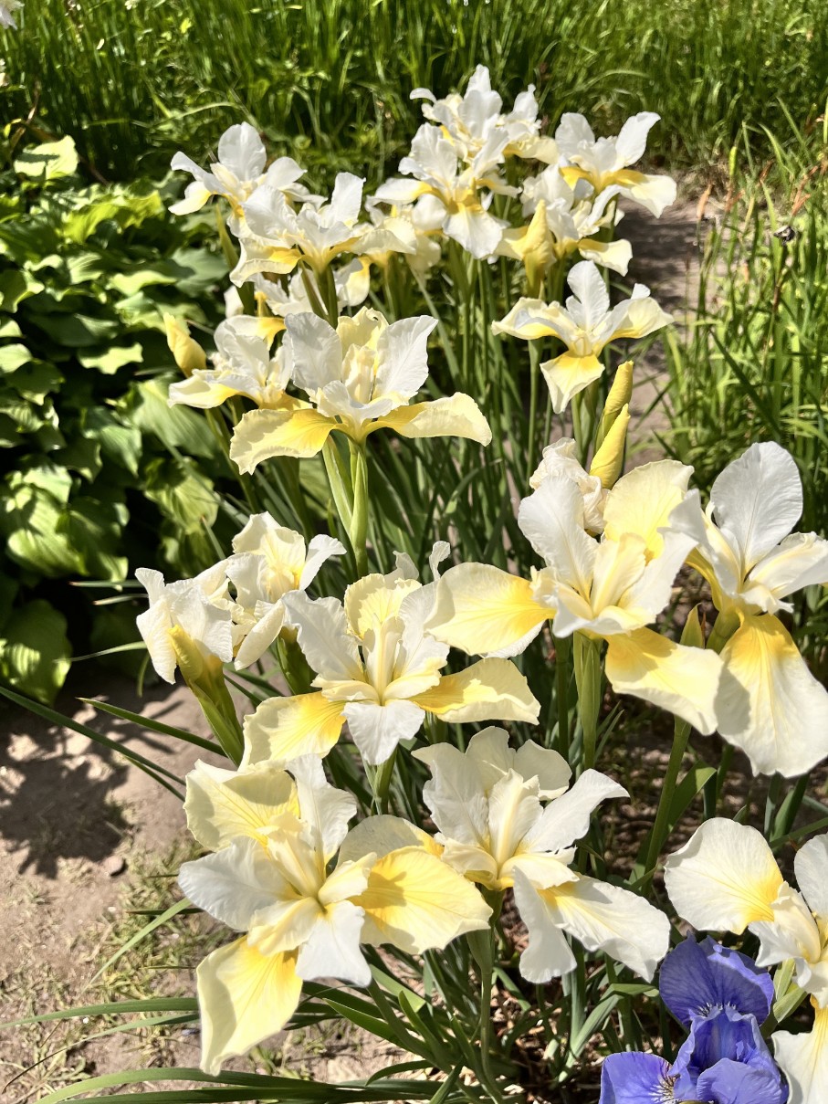 Irys syberyjski 'Butter and Sugar' Żółty (Iris sibirica) W DONICZCE 2.0L
