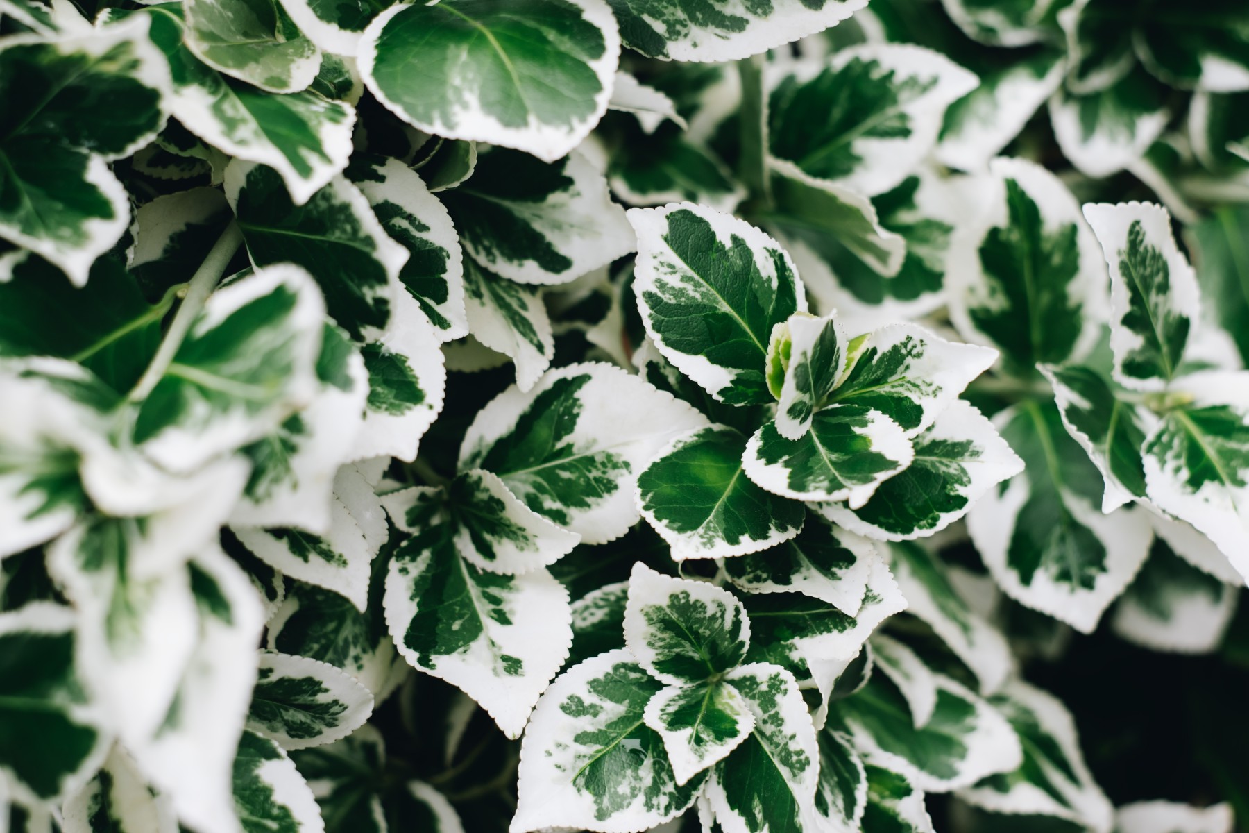 Trzmielina Fortune'a 'Emerald Gaiety' Zimozielona Biała (Euonymus fortunei)