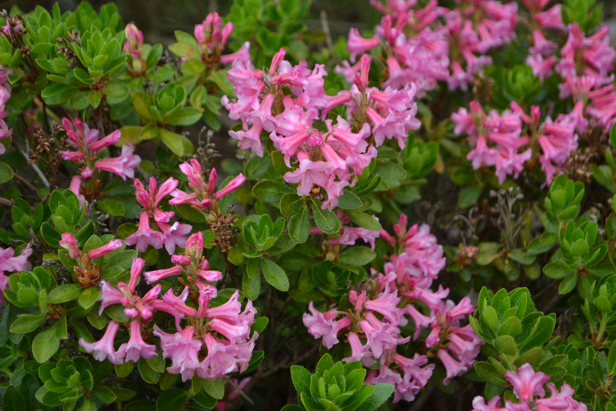 Różanecznik hirsutum x micranthum Różowy (Rhododendron) Doniczka 2.0L