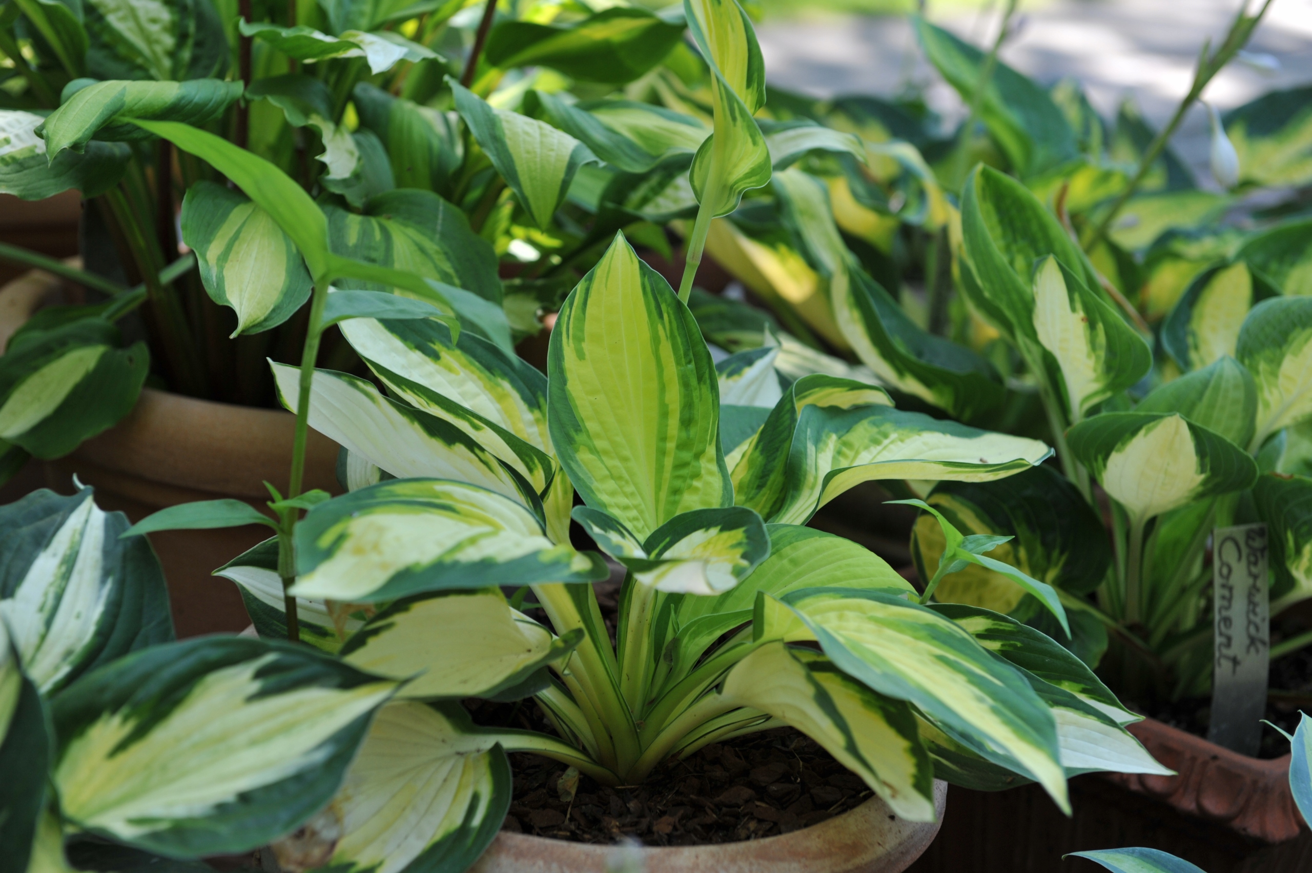 Funkia Hosta 'Color Festival' W DONICZCE 2.0L, żółto zielone liście