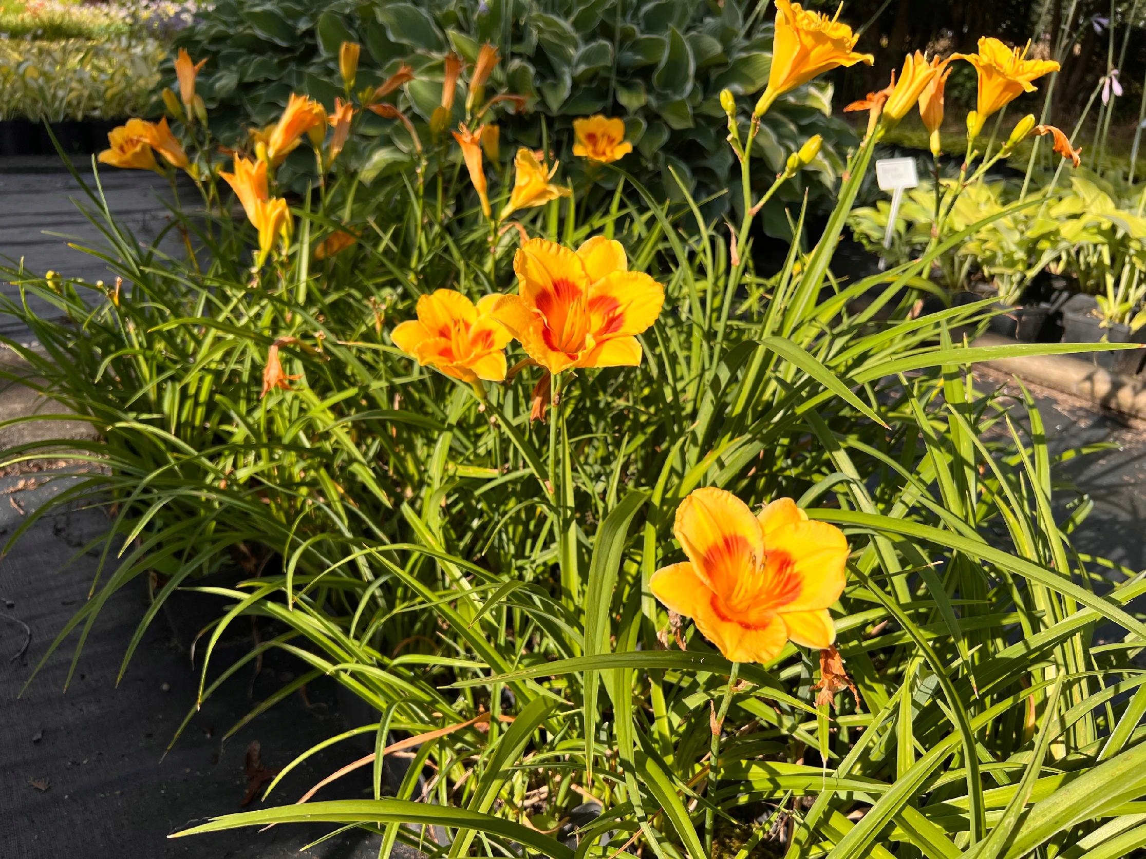 Liliowiec 'Fooled Me' (Hemerocallis) P13