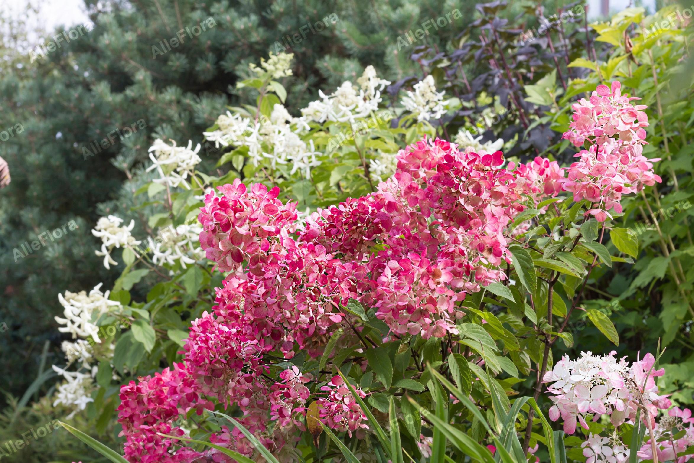 Hortensja bukietowa 'Diamant Rouge' (Hydrangea paniculata) Doniczka 1.0L