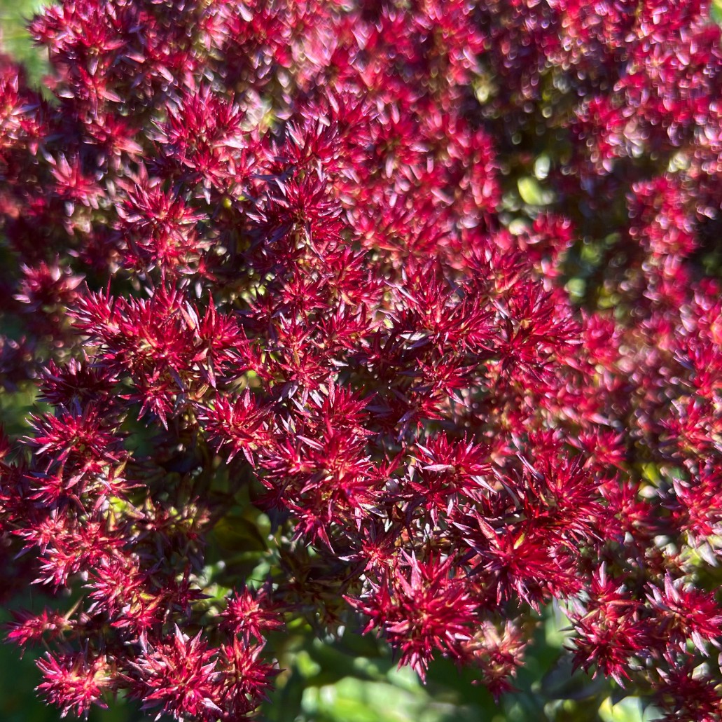 Floks wiechowaty 'Blind Lion' NOWOŚĆ (Phlox paniculata) Doniczka 2.0L
