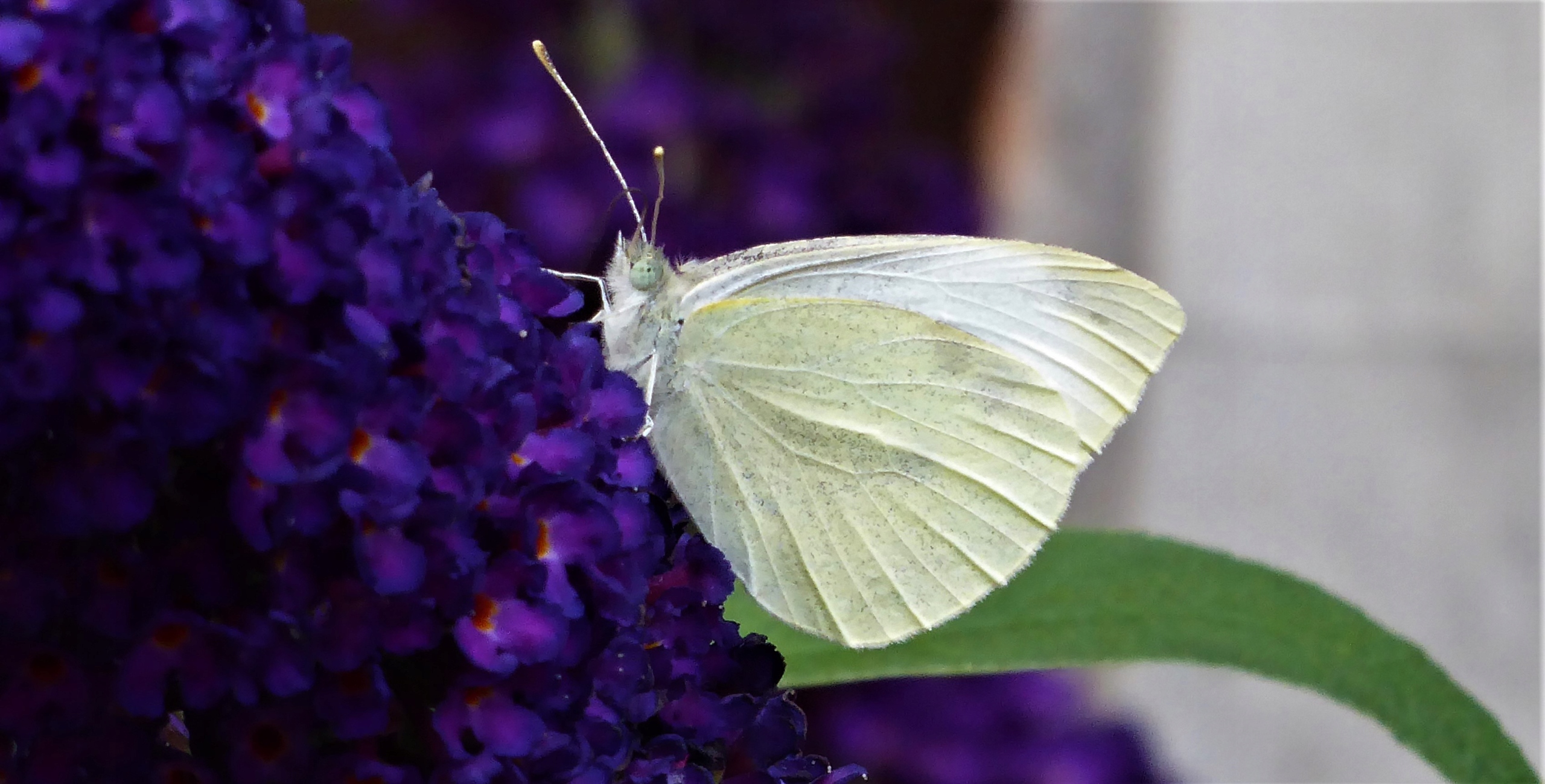 Budleja Dawida 'Black Knight' (Buddleja davidii) Doniczka 2.0L