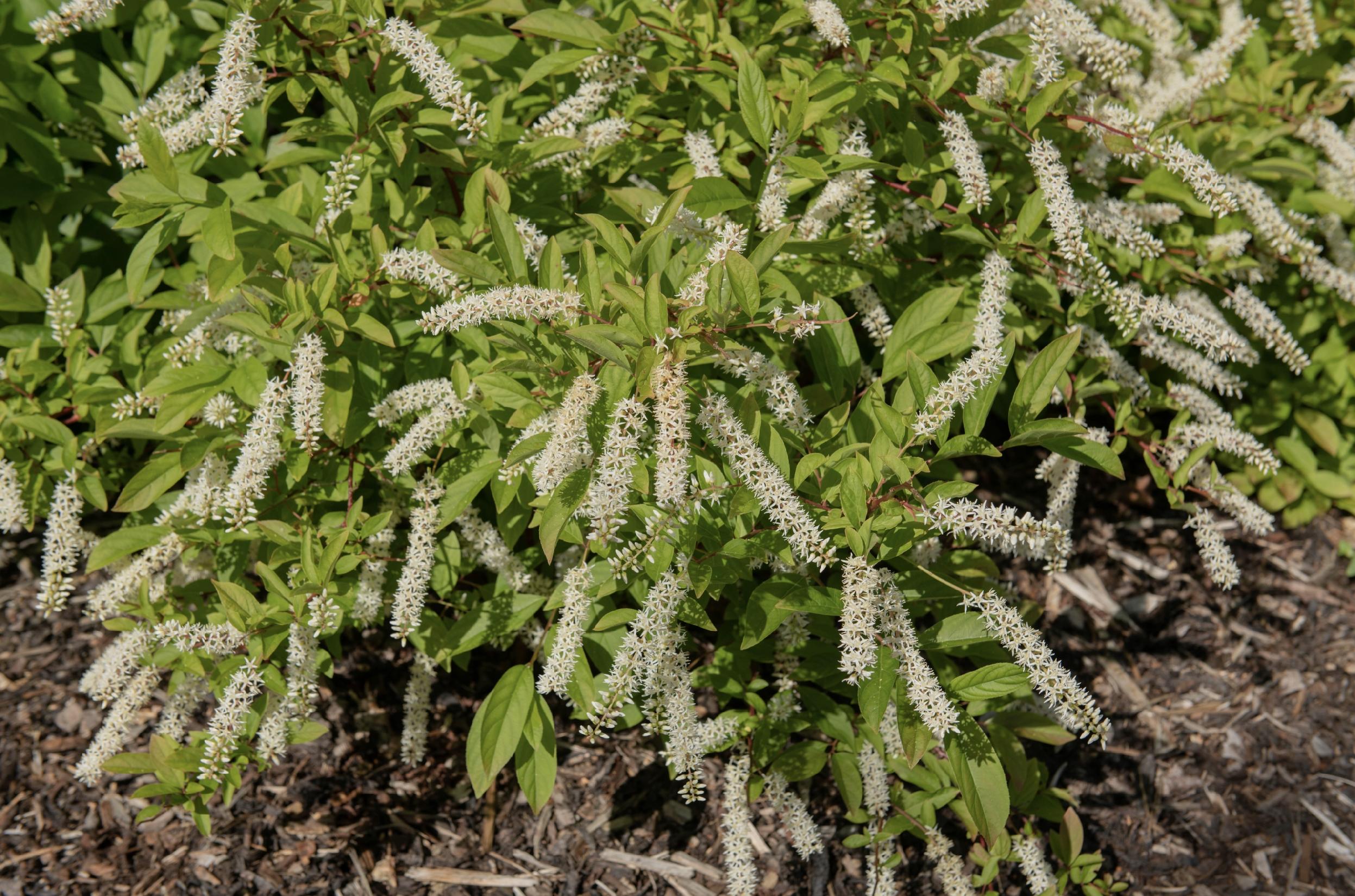 Itea wirginijska 'Henry's Garnet' Doniczka 2.0L (Itea virginica)