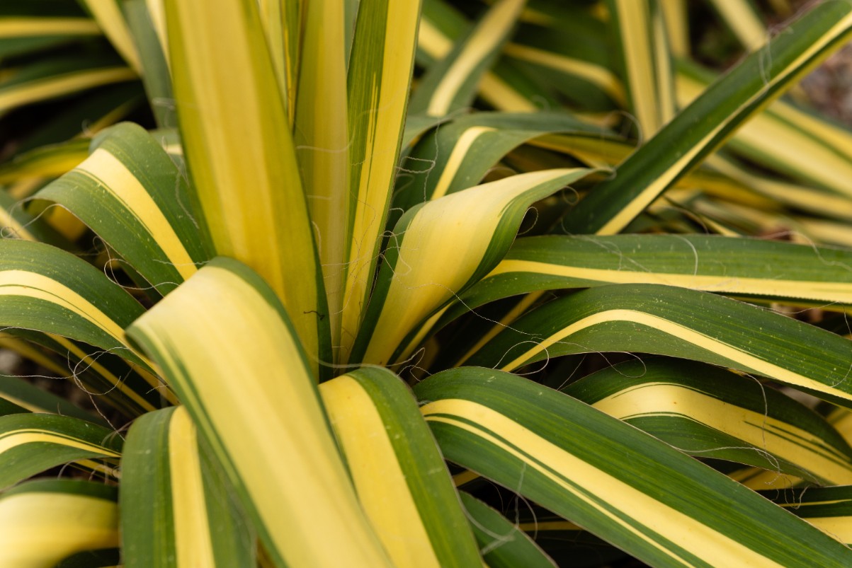 Juka karolińska 'Color Guard' Żółte Liście Na Skalniak (Yucca filamentosa)