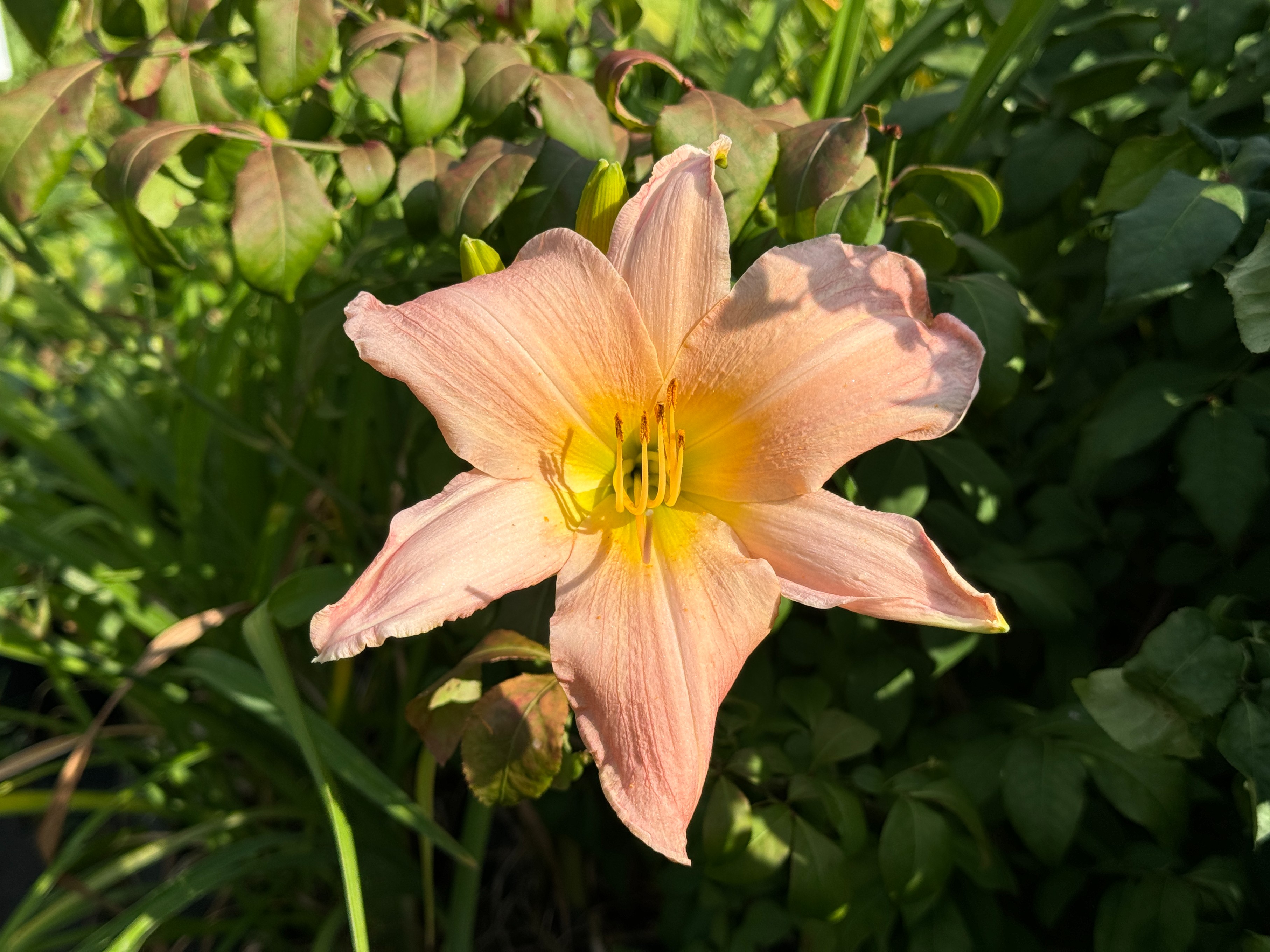 Liliowiec 'Winsome Lady' Jasnoróżowy Delikatny (Hemerocallis) Doniczka 2.0L
