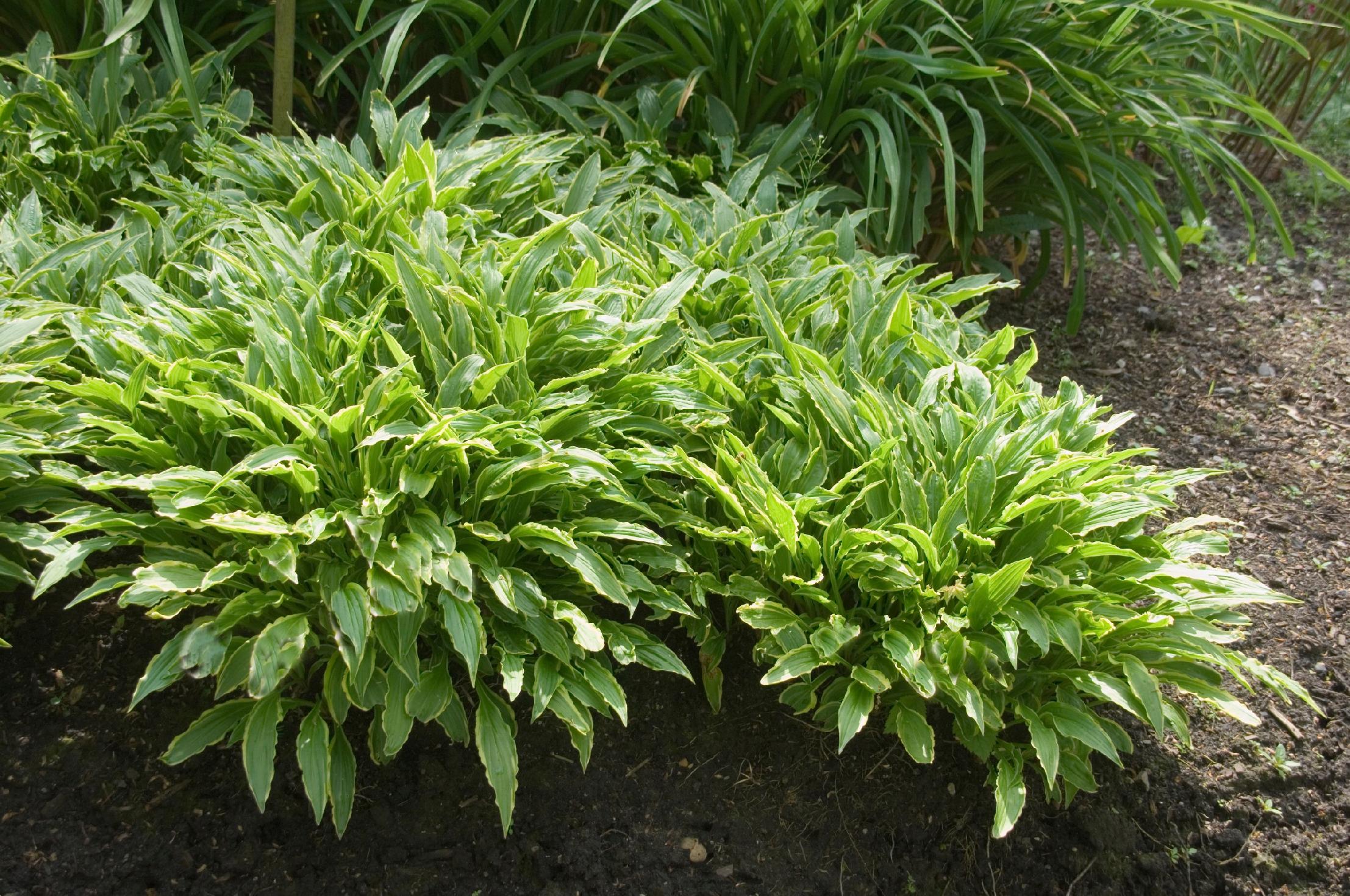Funkia Hosta 'Stiletto' Miniaturka Doniczka 2.0L