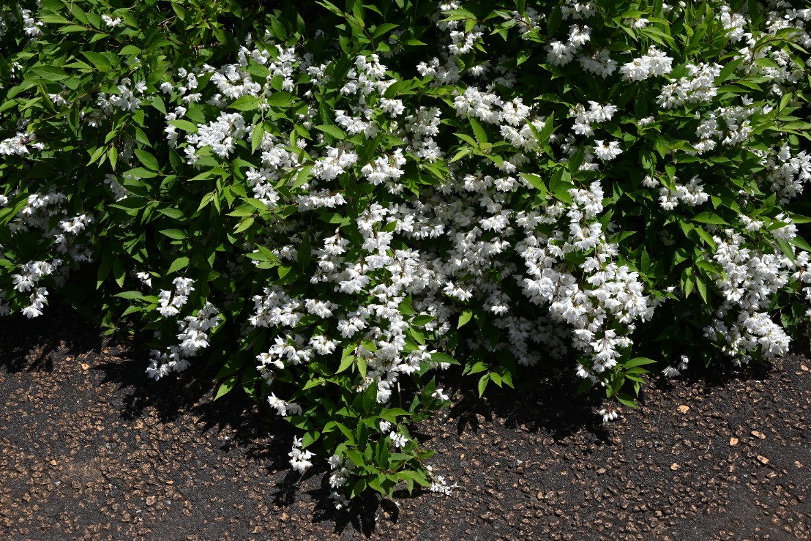 Żylistek wysmukły 'Nikko' (Deutzia Gracilis) Biały Krzew Doniczka 2.0L