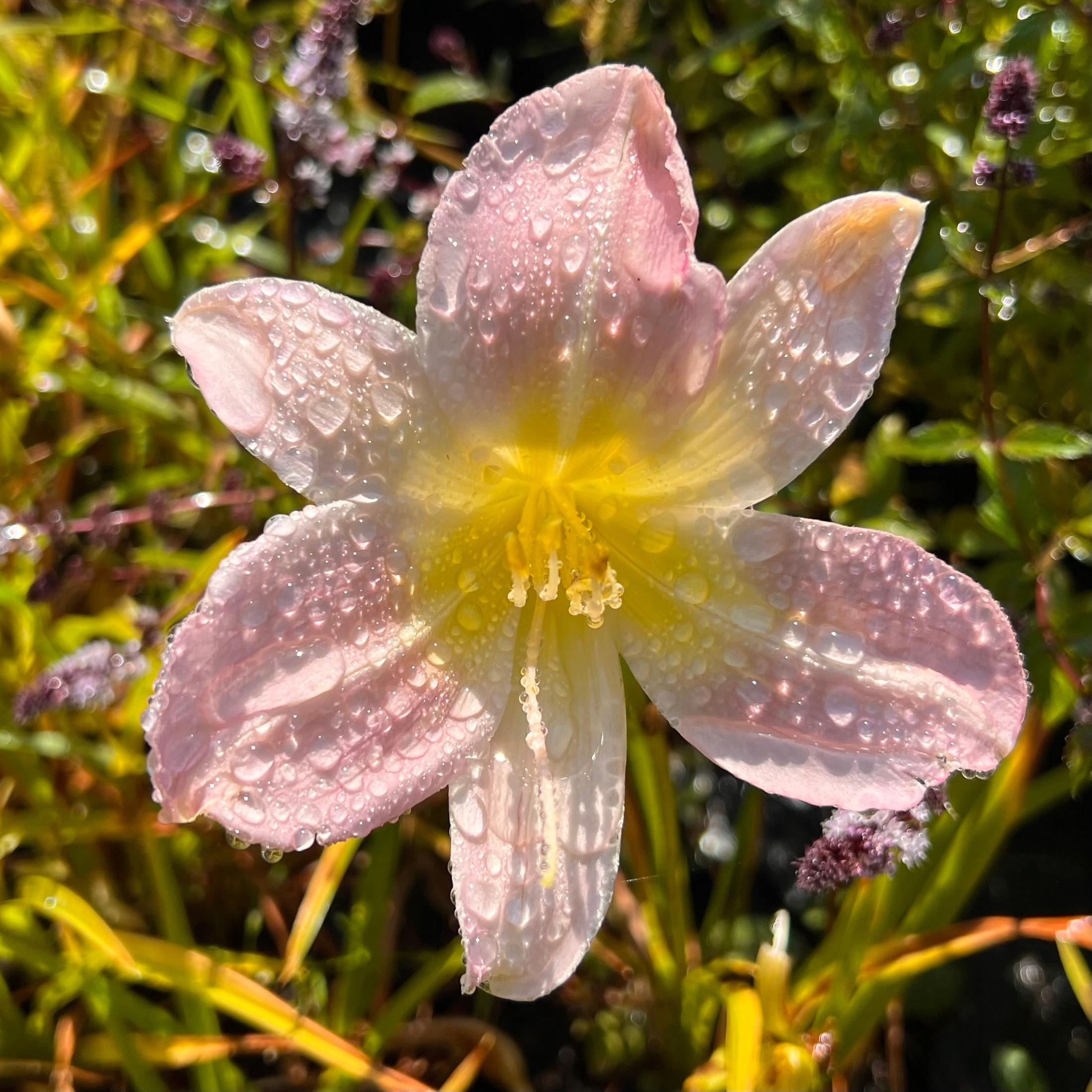 Liliowiec 'Hall's Pink' (Hemerocallis) P13