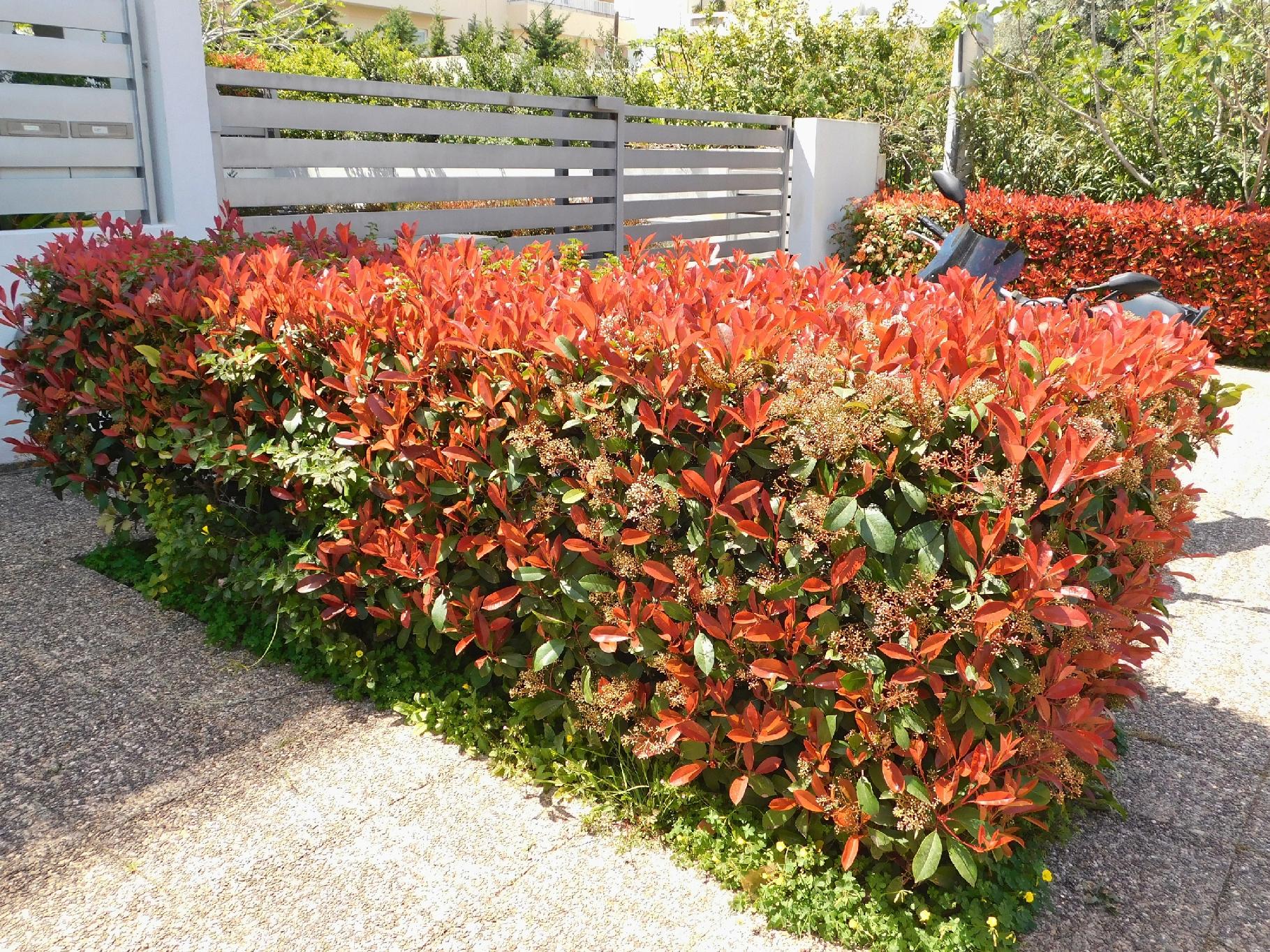 Głogownik Frasera 'Red Robin' (Photinia ×fraseri) Doniczka 2.0L 40- 60cm