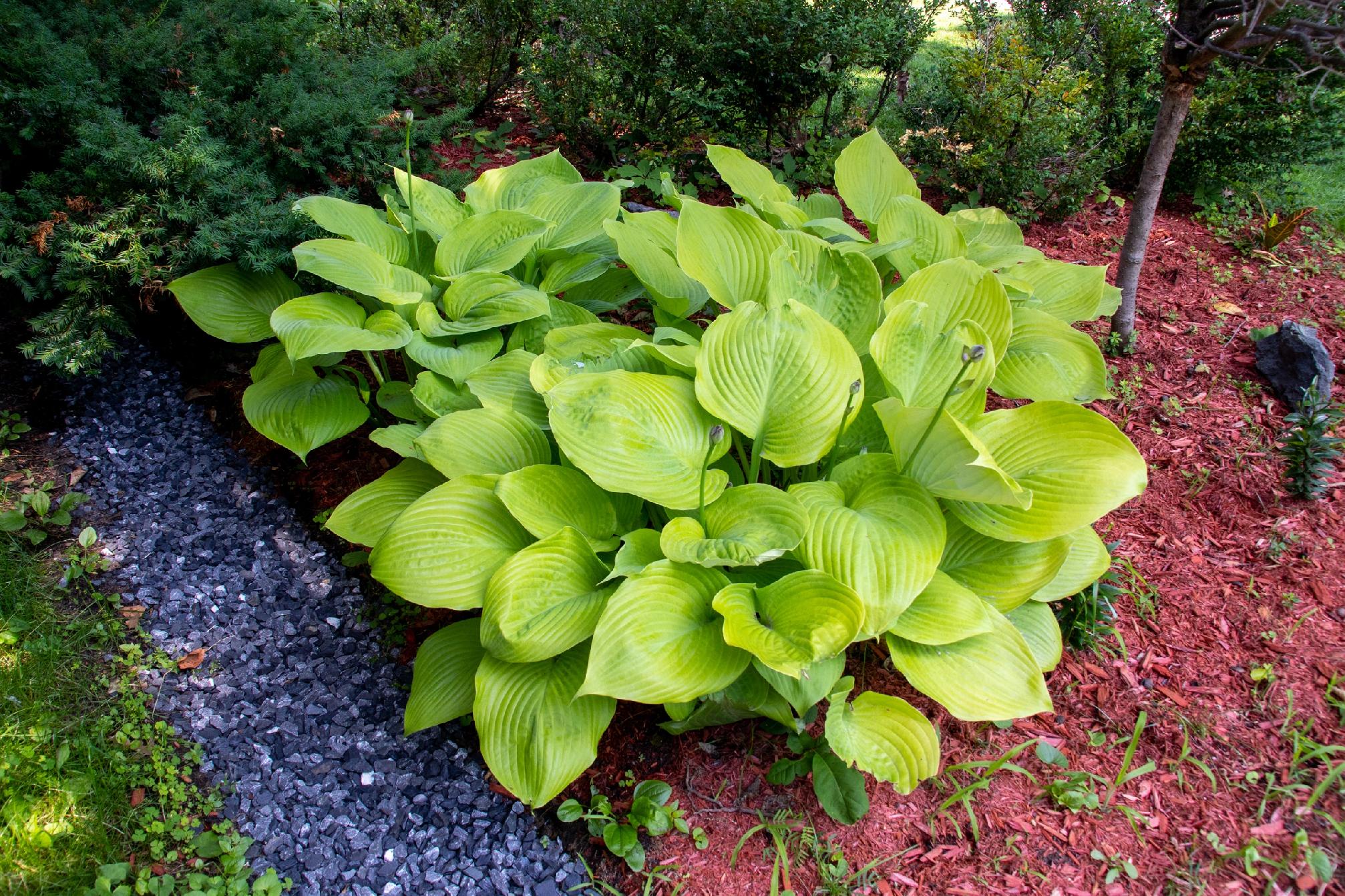 Hosta 'Sum and Substance' (Hosta) Złote liście Doniczka 2.5L