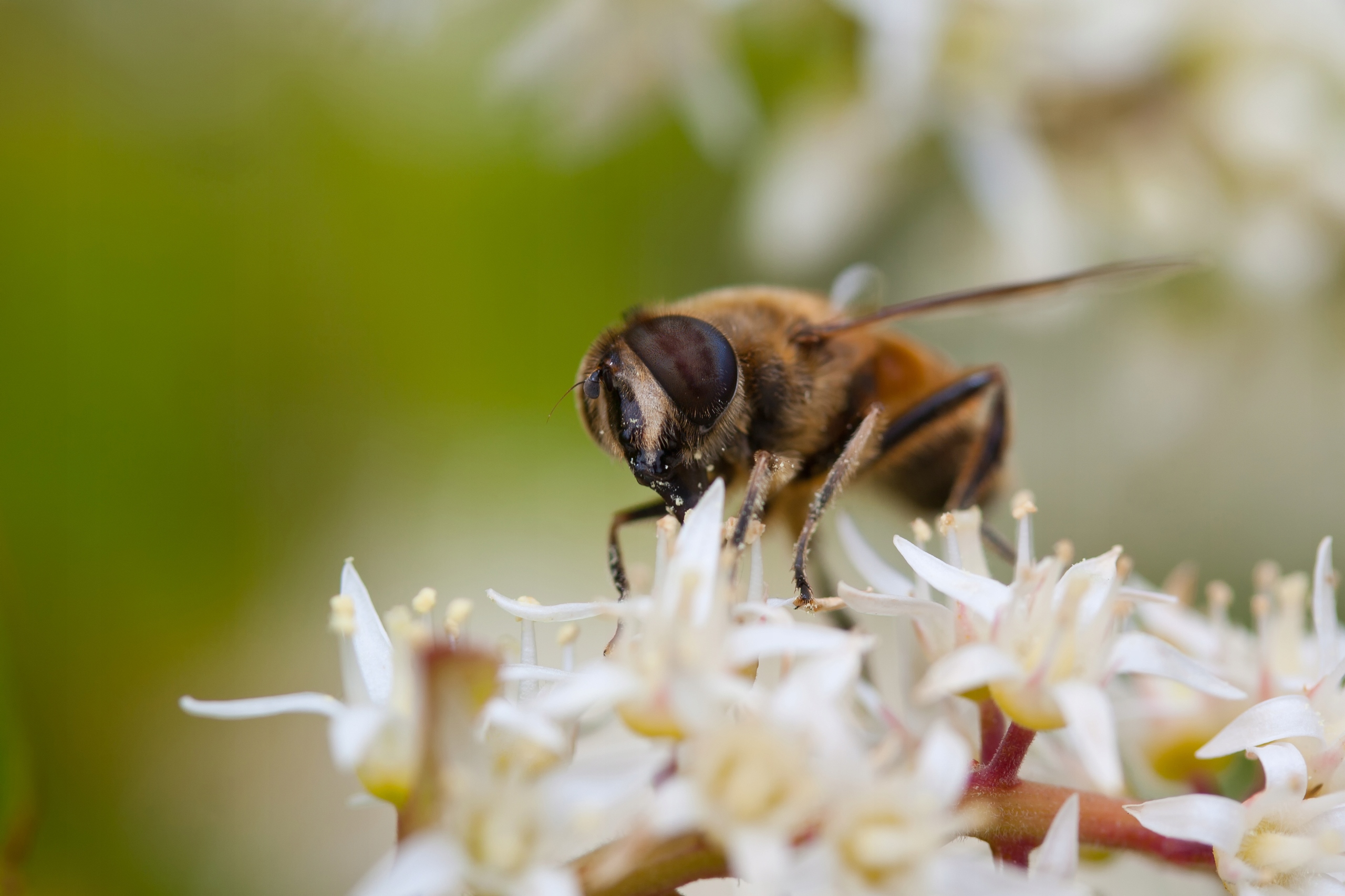 Itea wirginijska 'Henry's Garnet' Doniczka 2.0L (Itea virginica)