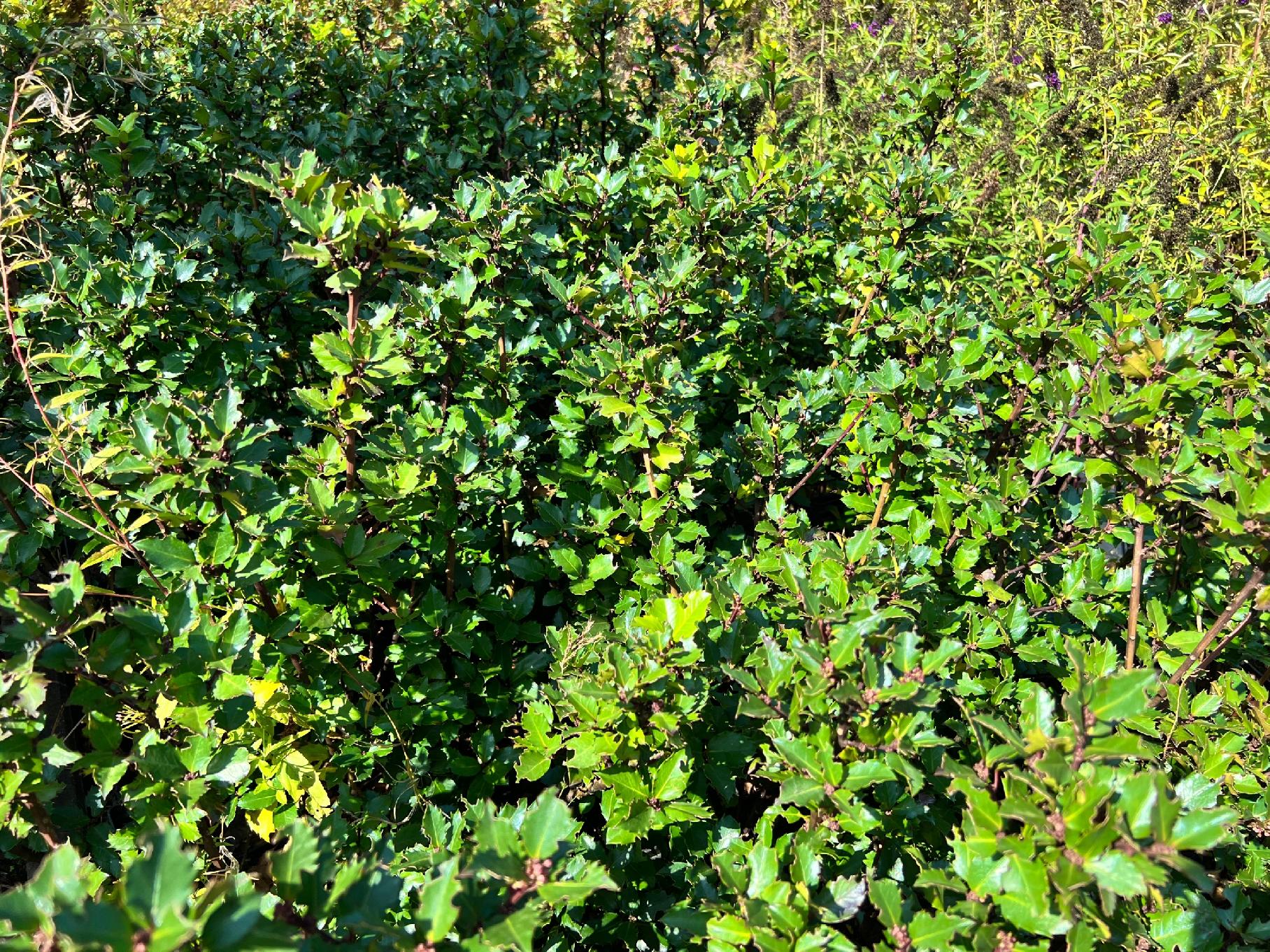 Ostrokrzew Meservy 'Blue Prince' (Ilex ×meserveae) Doniczka 2.0L