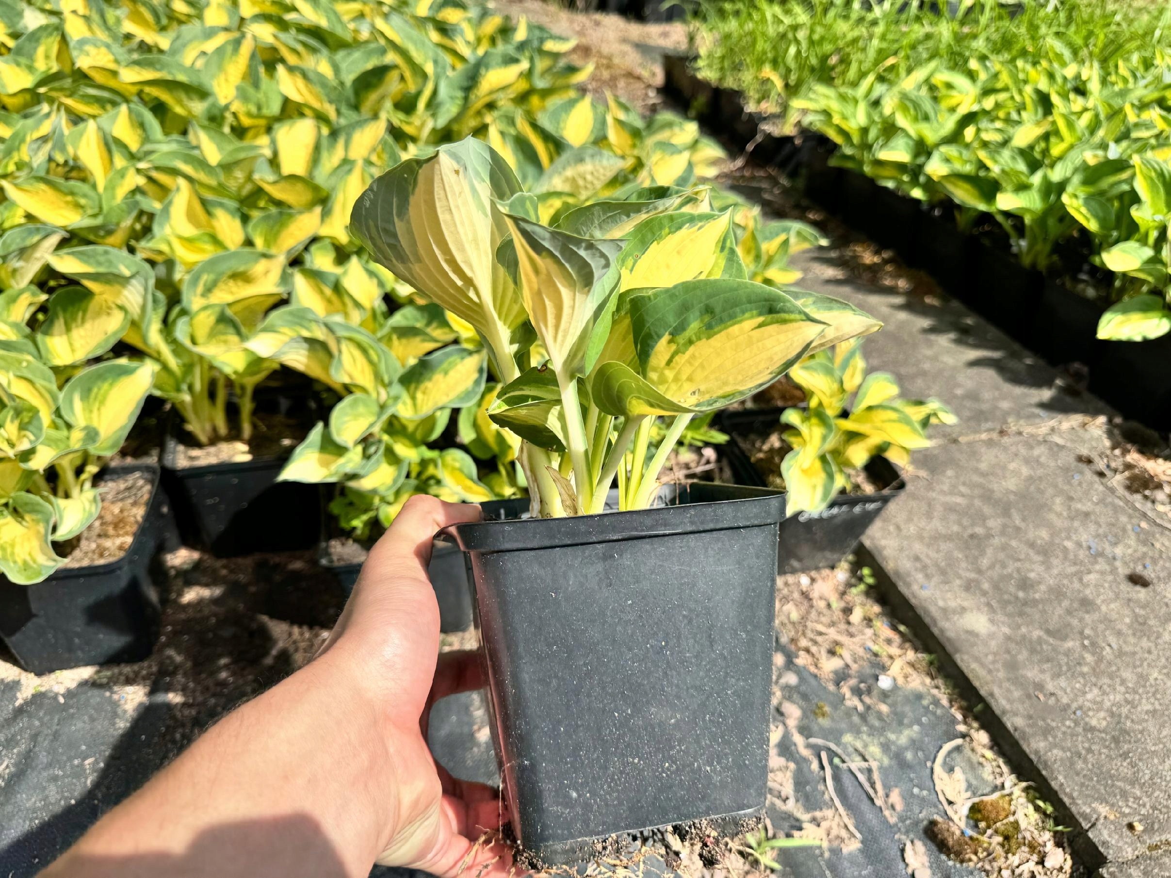 Funkia Hosta 'Great Expectations' W DONICZCE, Żółta Dekoracyjna Duże liście