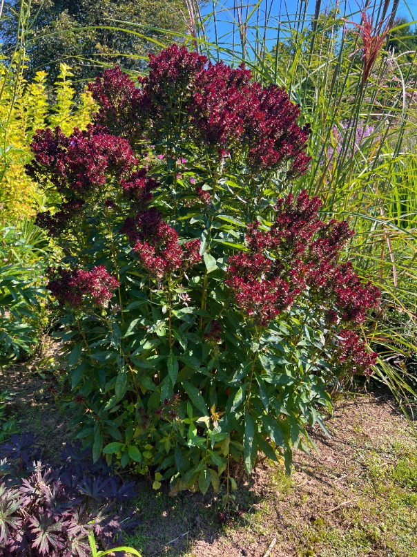 Floks wiechowaty 'Blind Lion' NOWOŚĆ (Phlox paniculata) Doniczka 2.0L