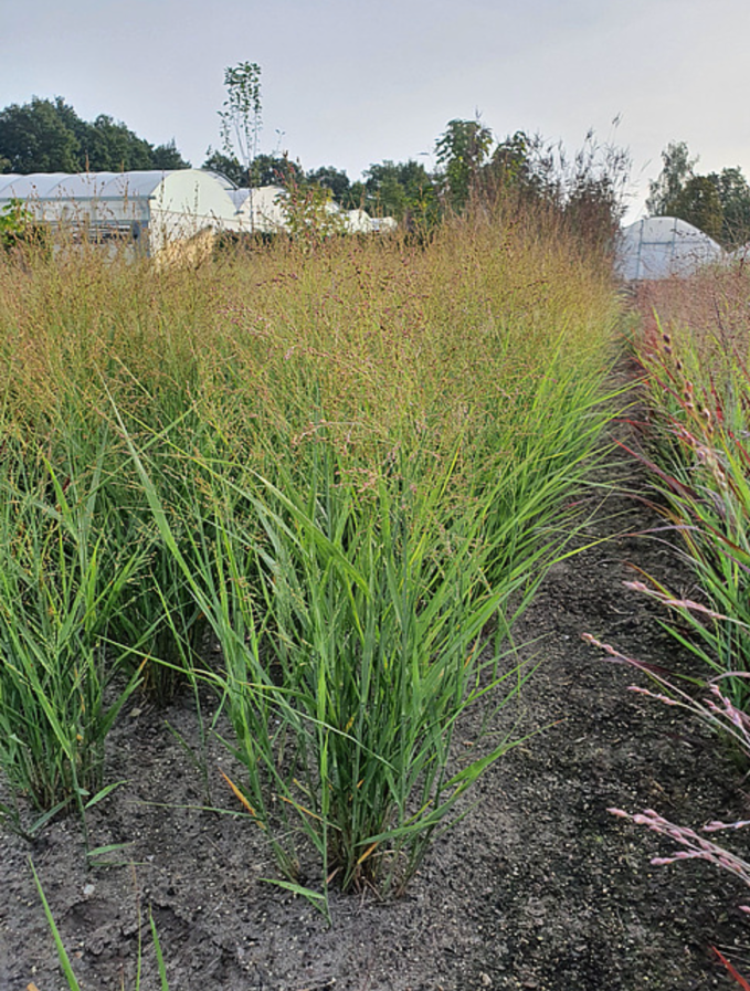 Proso rózgowate 'Buffalo Green' (Panicum virgatum) Doniczka 2.0L