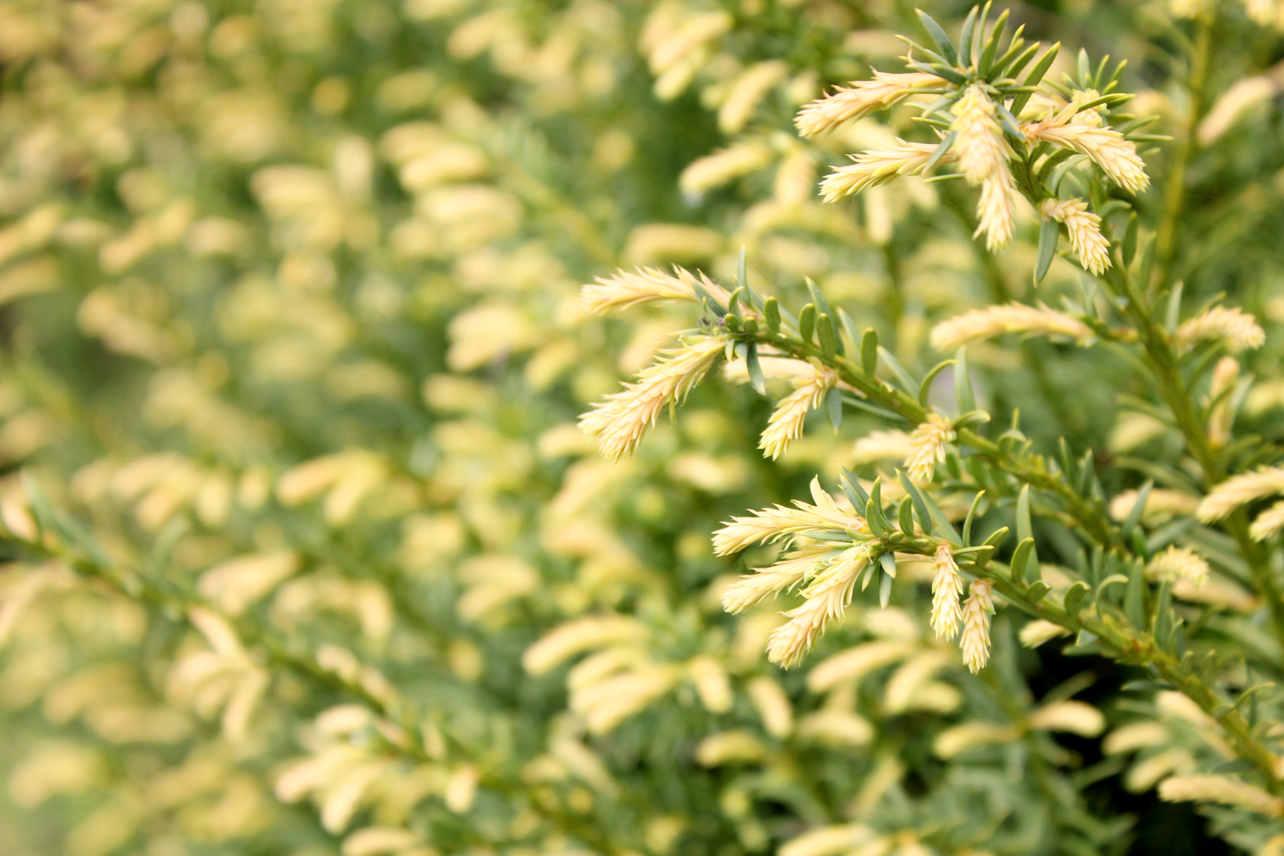 Cis pospolity 'Elegantissima' (Taxus baccata) Doniczka 2.5L