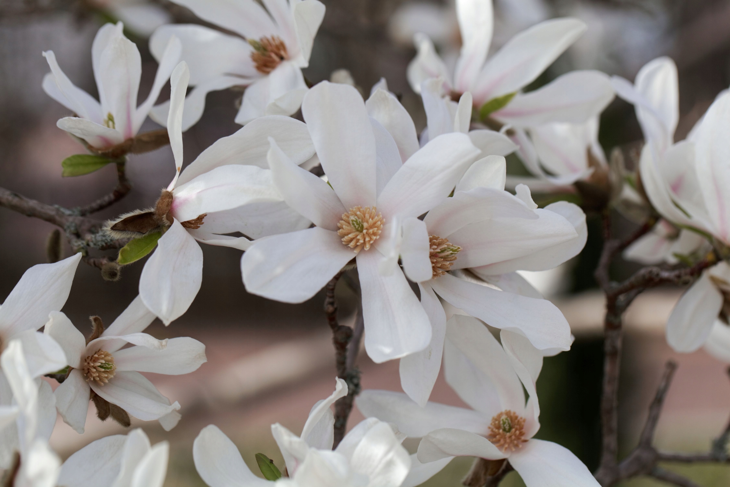 Magnolia japońska (Magnolia kobus) Doniczka 2.5L