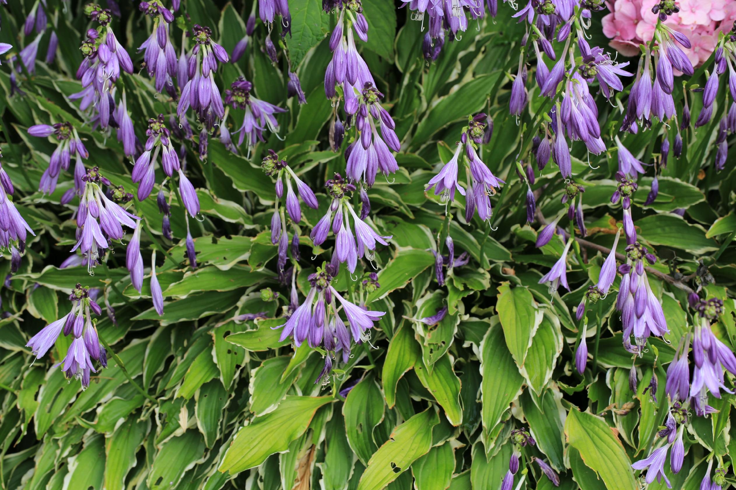 Funkia Hosta 'Stiletto' Miniaturka Doniczka 2.0L