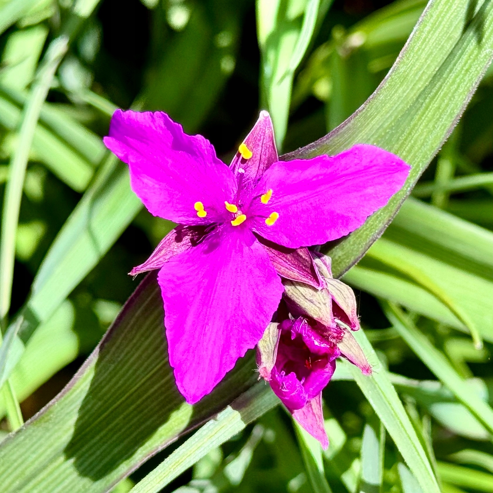 Trzykrotka wirginijska 'Concord Grape' Tradescantia virginiana Doniczka 2L