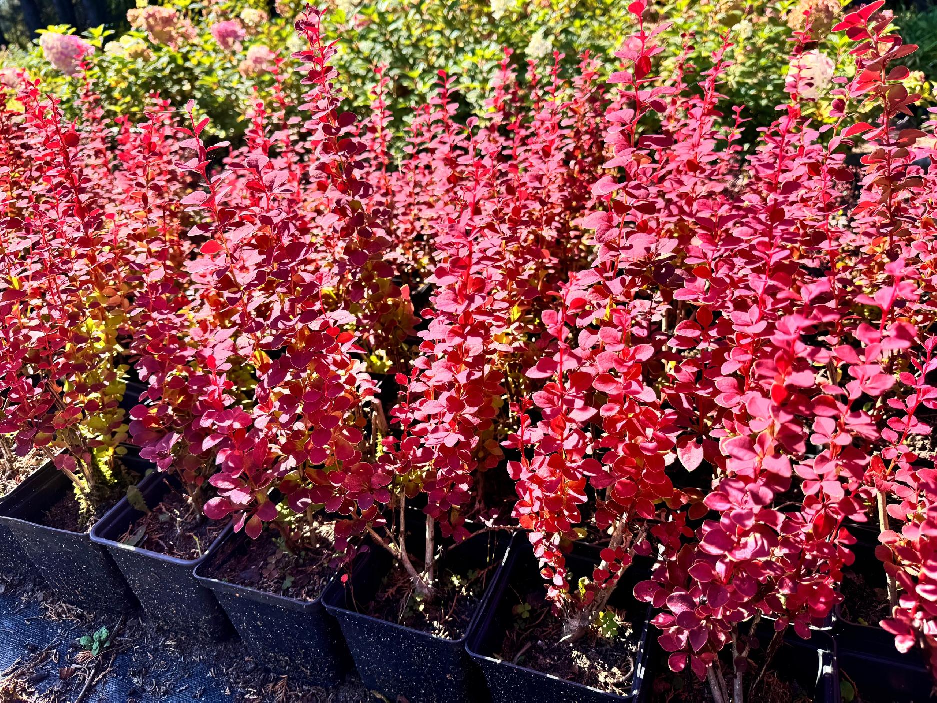 Berberys Thunberga 'Orange Pillar' (Berberis thunbergii) Poj. 1.0L