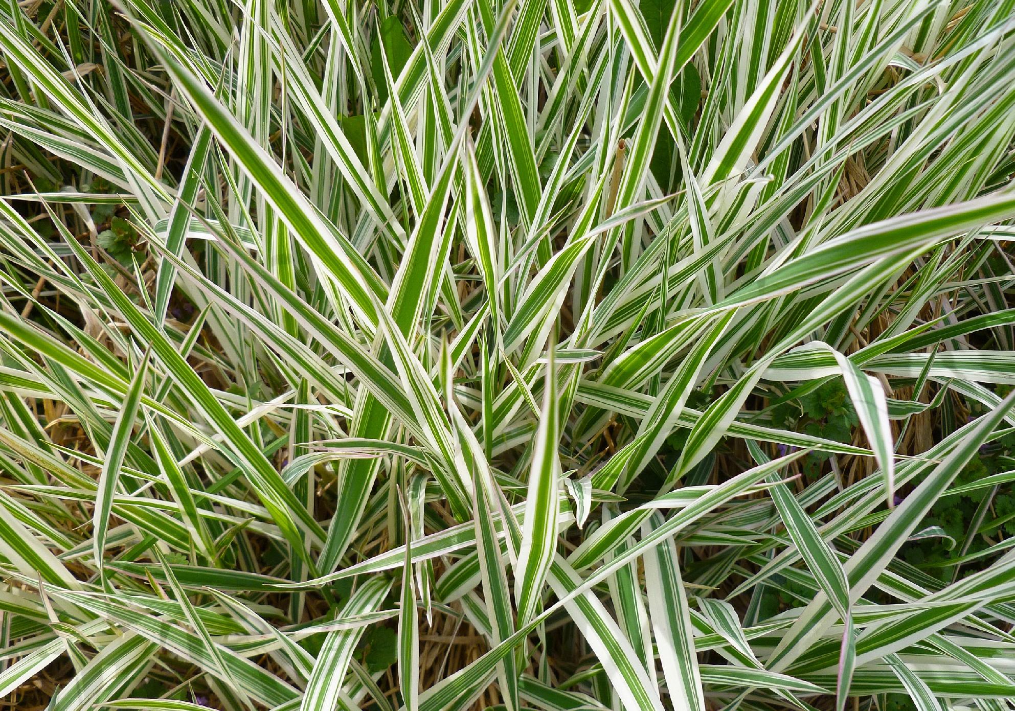 Turzyca Morrowa 'Ice Dance' (Carex morrowii) Doniczka 2.0L
