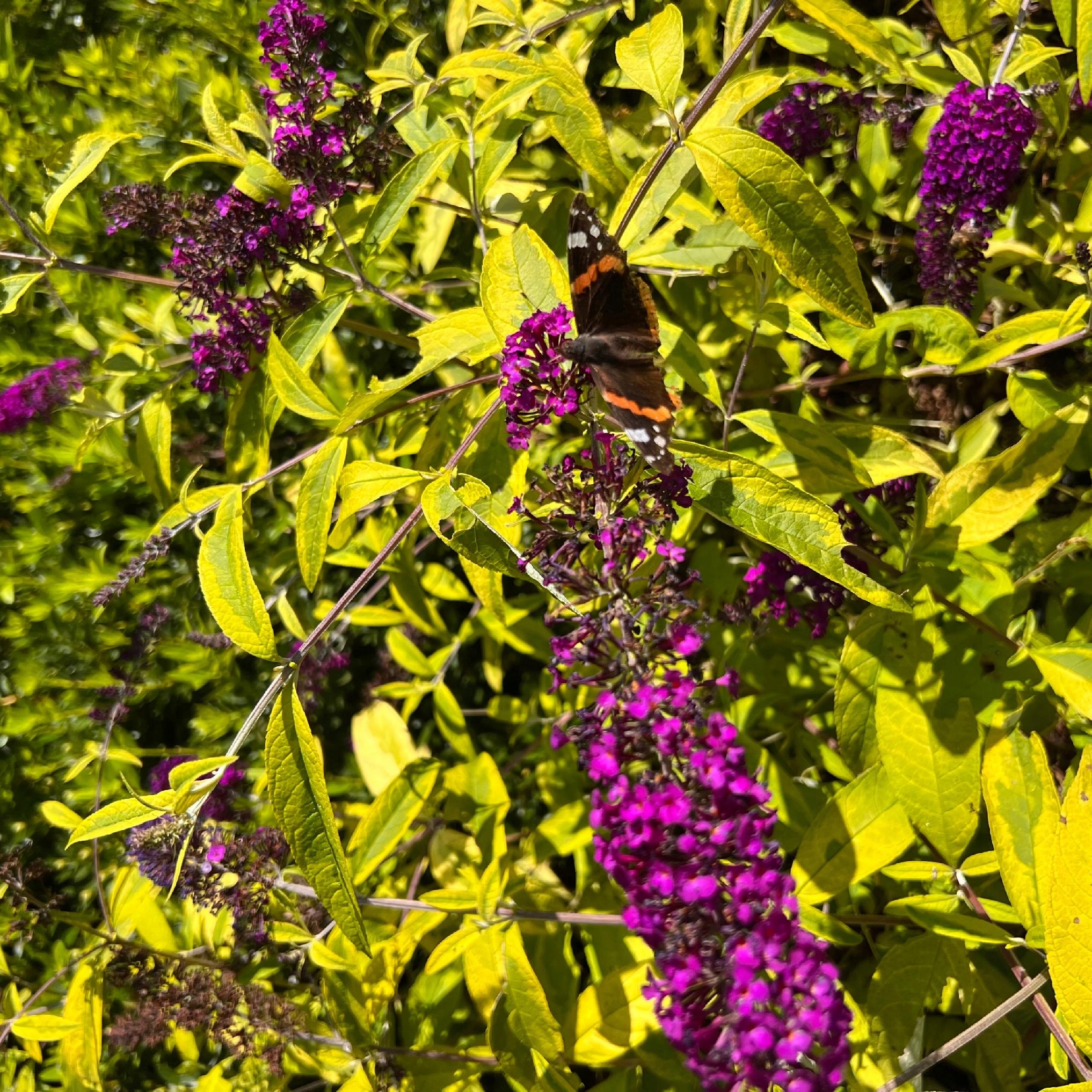 Budleja Dawida 'Santana' (Buddleja davidii) Doniczka 2.0L