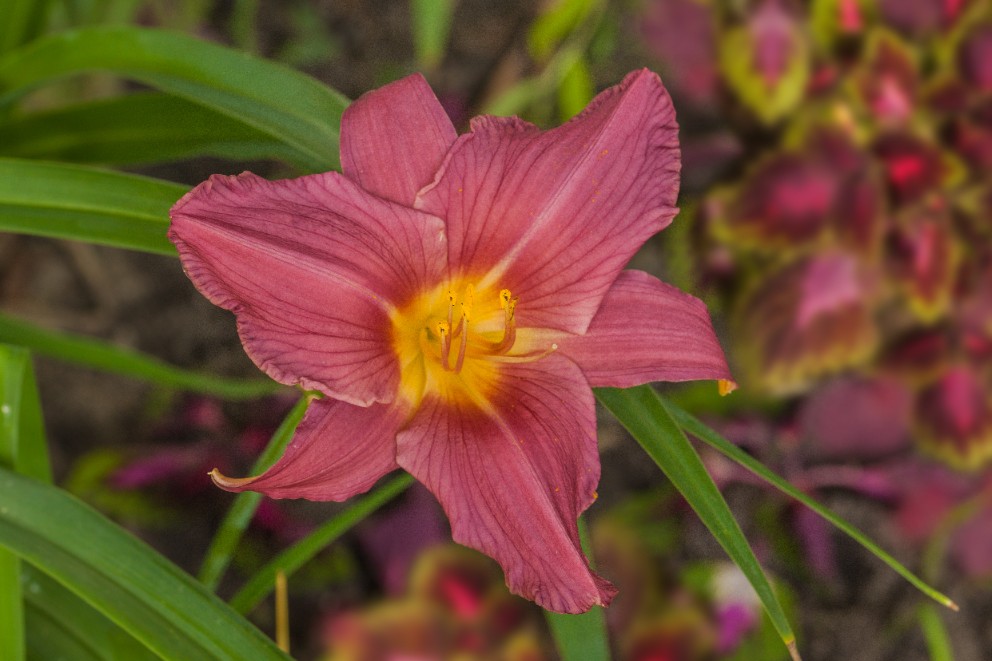 Liliowiec 'Summer Wine' Jasnoróżowy (Hemerocallis) Doniczka 2.0L