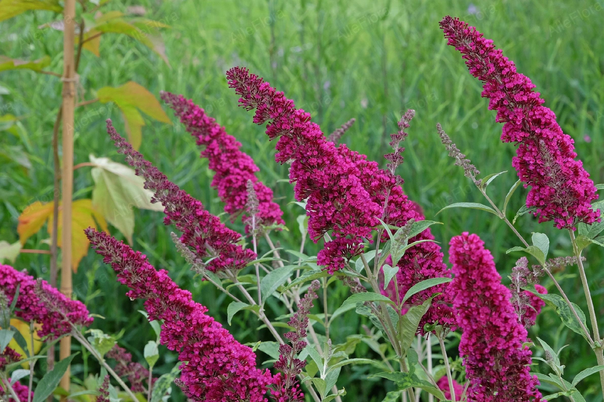 Budleja Dawida 'Royal Red' (Buddleja davidii) Doniczka 2.0L