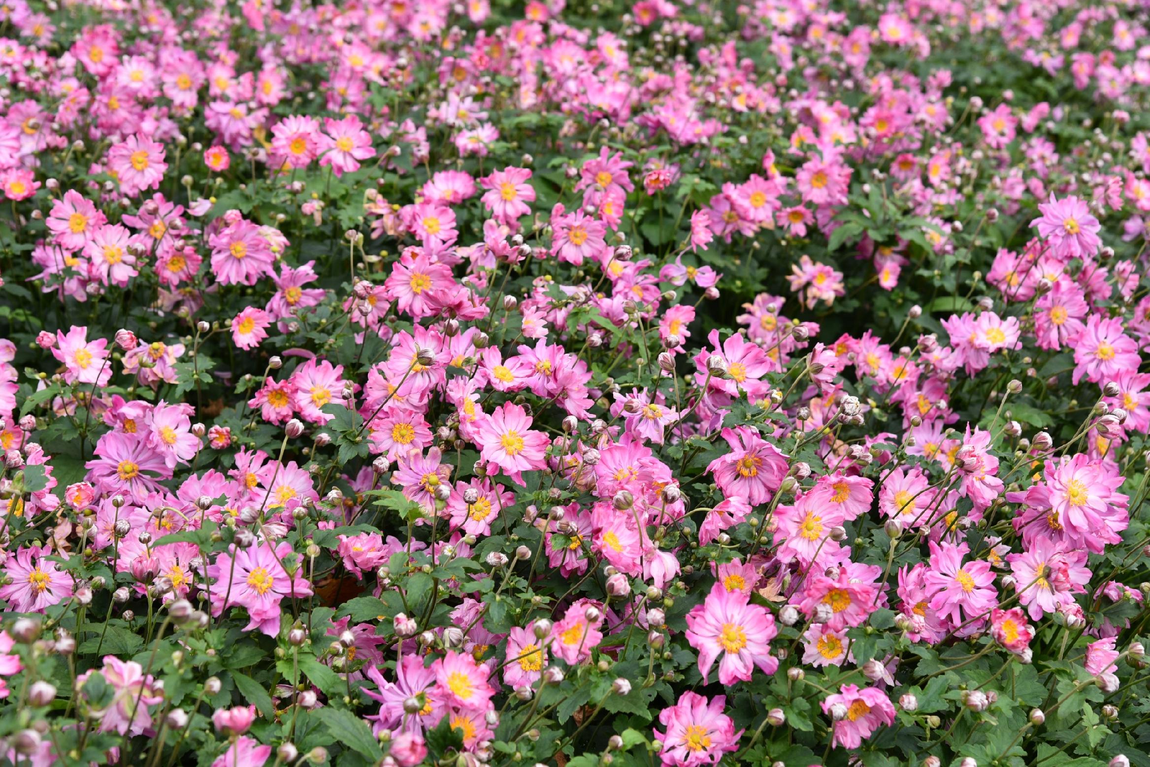 Zawilec japoński 'Prinz Heinrich' (Anemone hupehensis) Duża sadzonka 2.0L