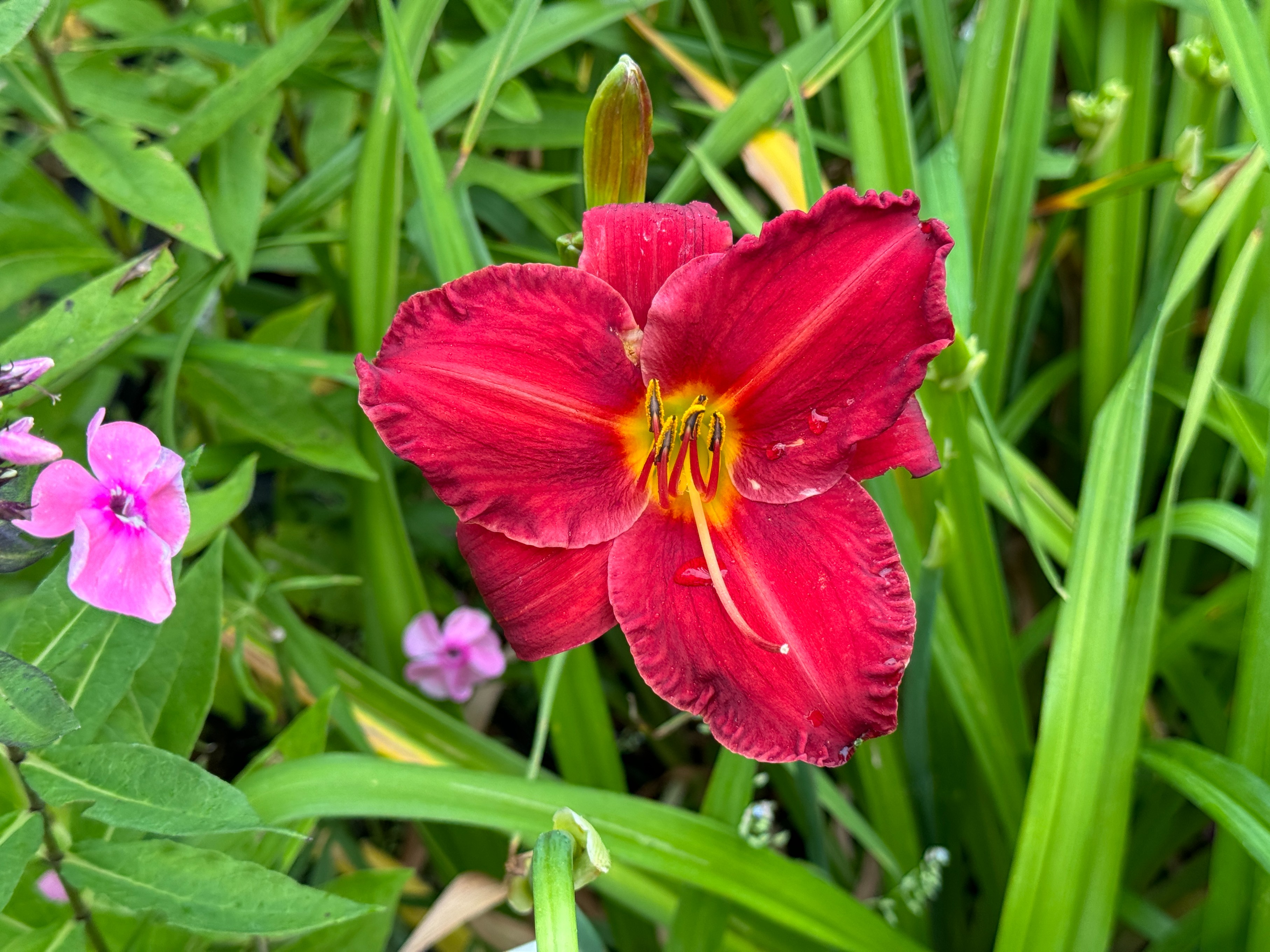 Liliowiec 'Chicago Apache' Czerwony (Hemerocallis) Doniczka 2.0L