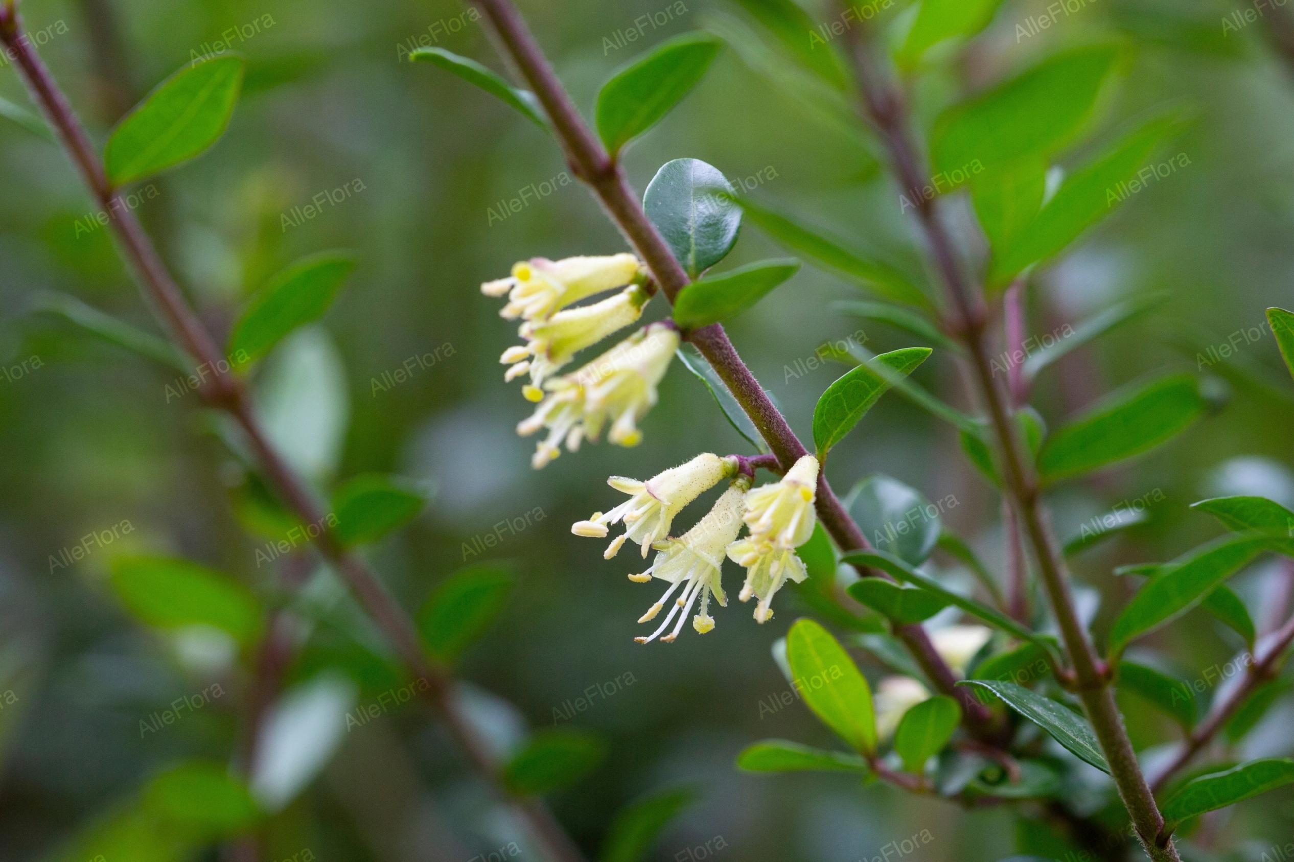 Suchodrzew chiński Duża sadzonka (Lonicera pileata) Doniczka 2.0L