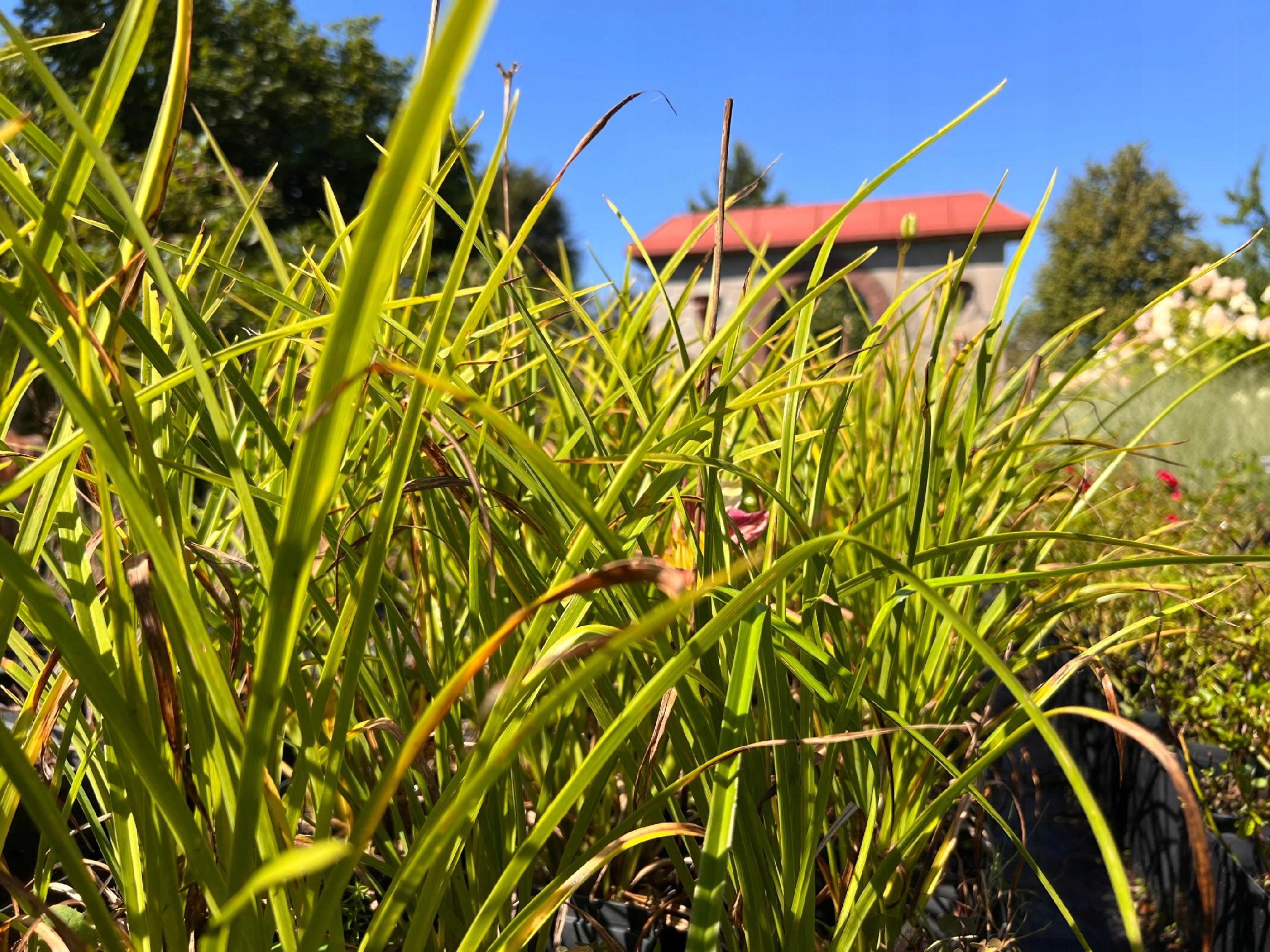 Liliowiec 'Blue Sheen' (Hemerocallis) P13