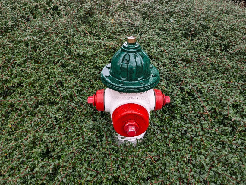 Irga płożąca Dammera 'Mooncreeper' (Cotoneaster dammeri) Doniczka 1.0L