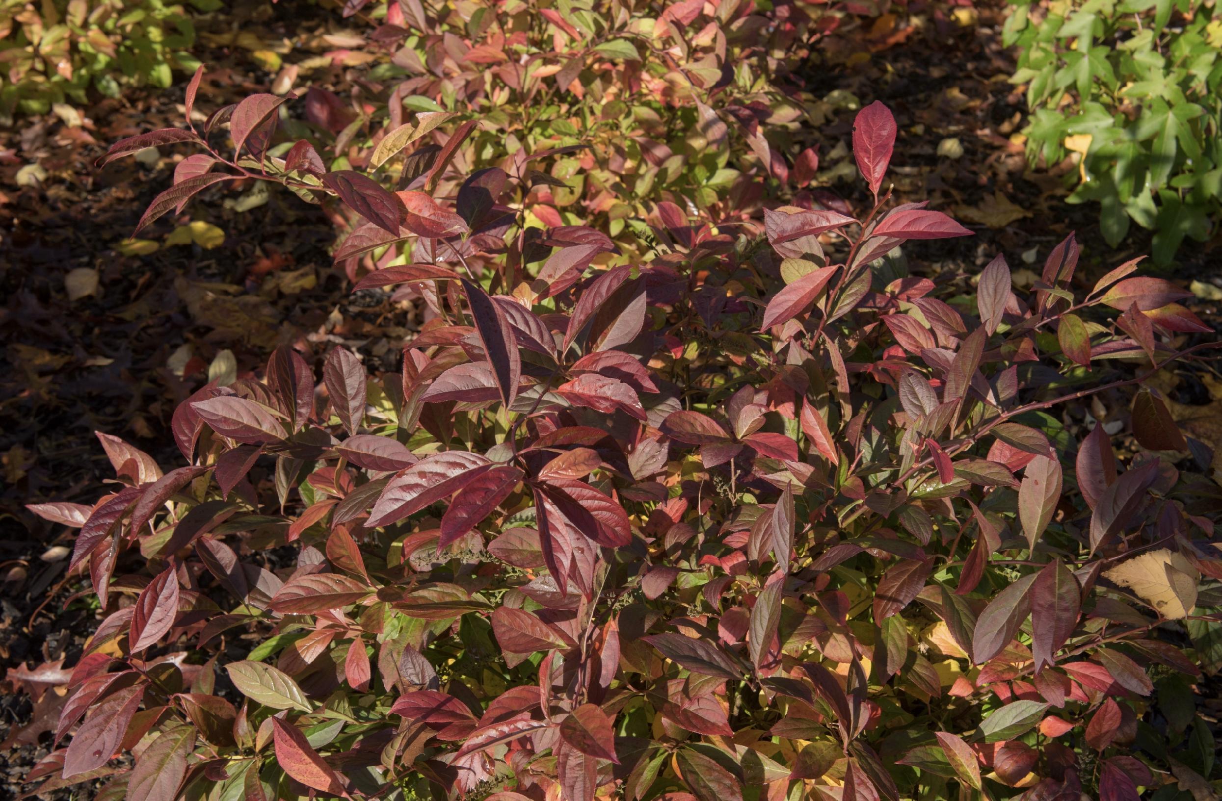 Itea wirginijska 'Henry's Garnet' Doniczka 2.0L (Itea virginica)