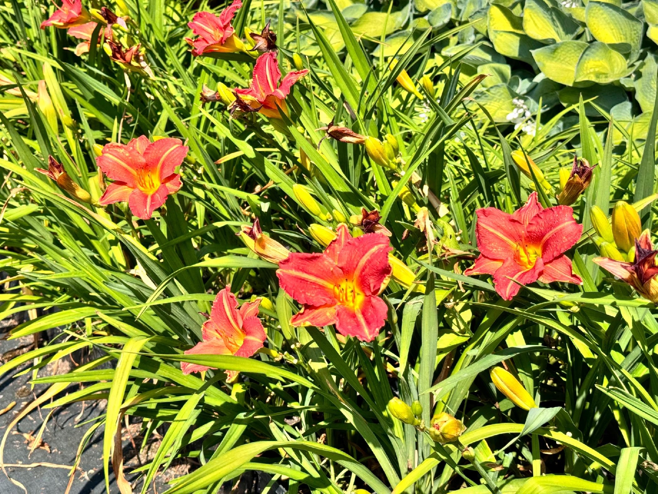 Liliowiec Czerwony 'Red Rum' W DONICZCE 2L (Hemerocallis) P13