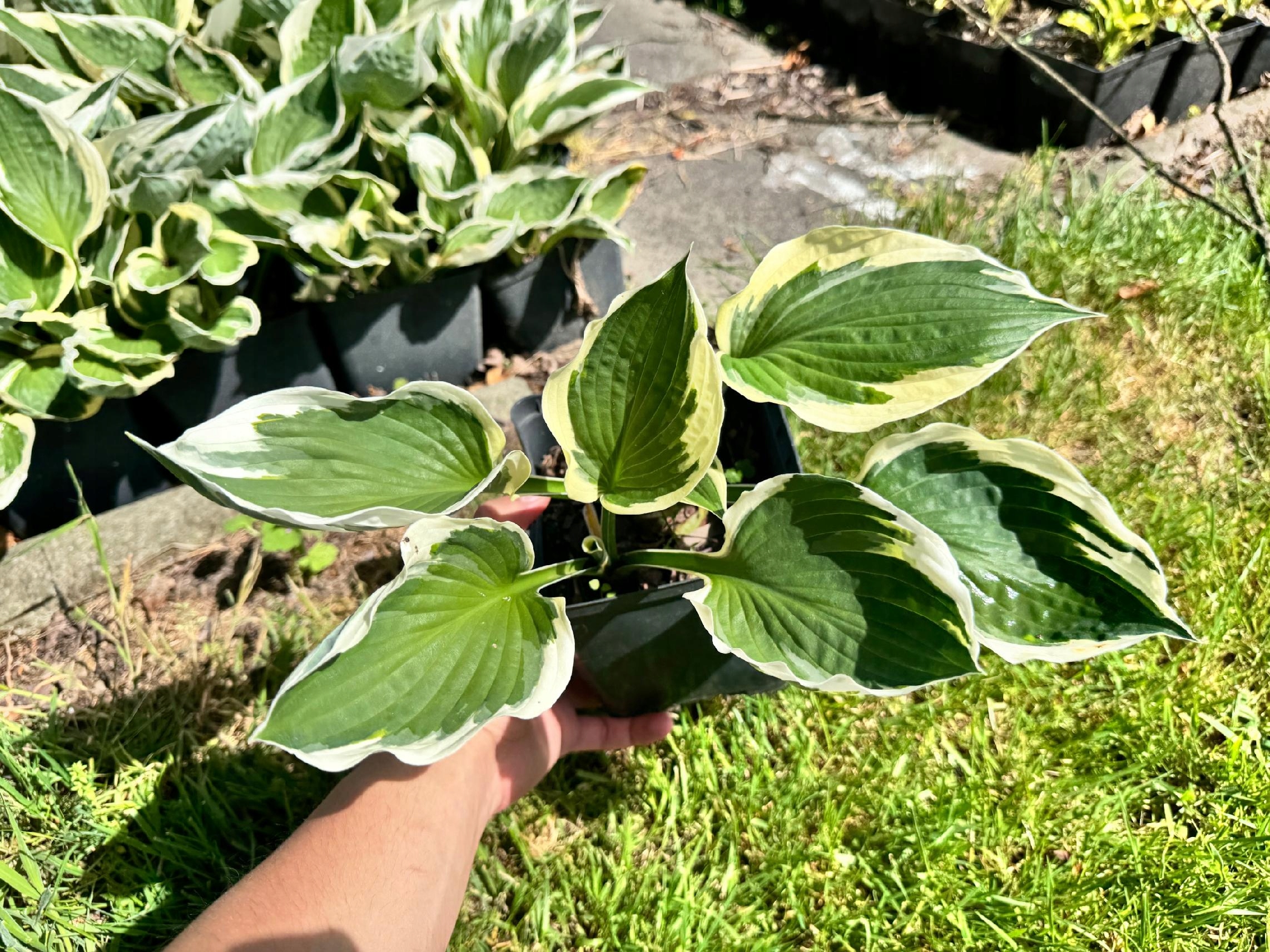 Funkia Hosta 'Minuteman' W DONICZCE, BIAŁO ZIELONE LIŚCIE Dekoracyjna