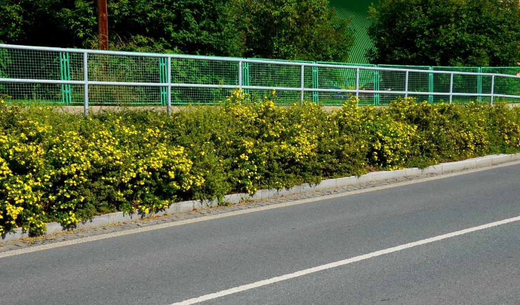 Pięciornik krzewiasty 'Goldfinger' Żółty (Potentilla fruticosa) Poj. 2.0L