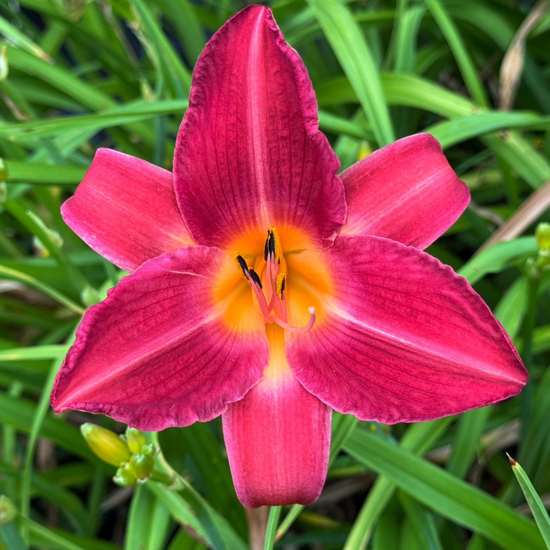 Liliowiec 'Cherry Cheeks' Różowy (Hemerocallis) Doniczka 2.0L