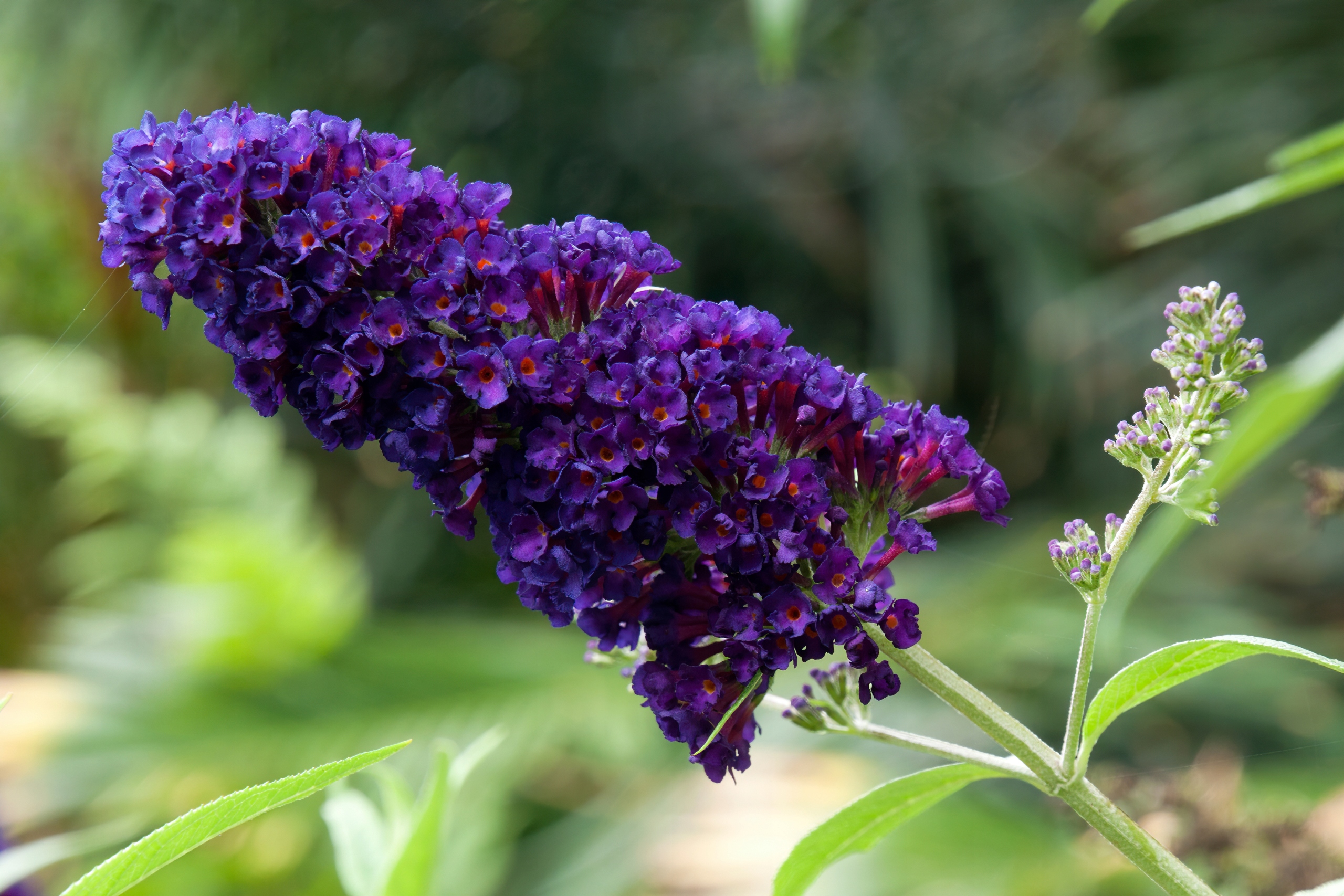Budleja Dawida 'Black Knight' (Buddleja davidii) Doniczka 2.0L