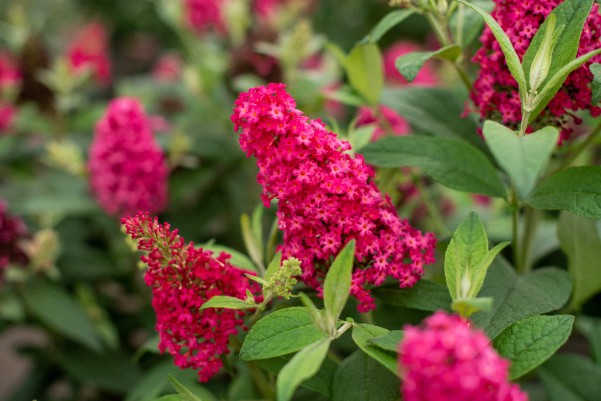 Budleja Dawida 'Butterfly Candy Little Ruby' Karłowata Mała (Buddleja)