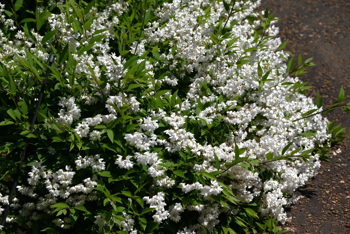 Żylistek wysmukły 'Nikko' (Deutzia Gracilis) Biały Krzew Doniczka 2.0L