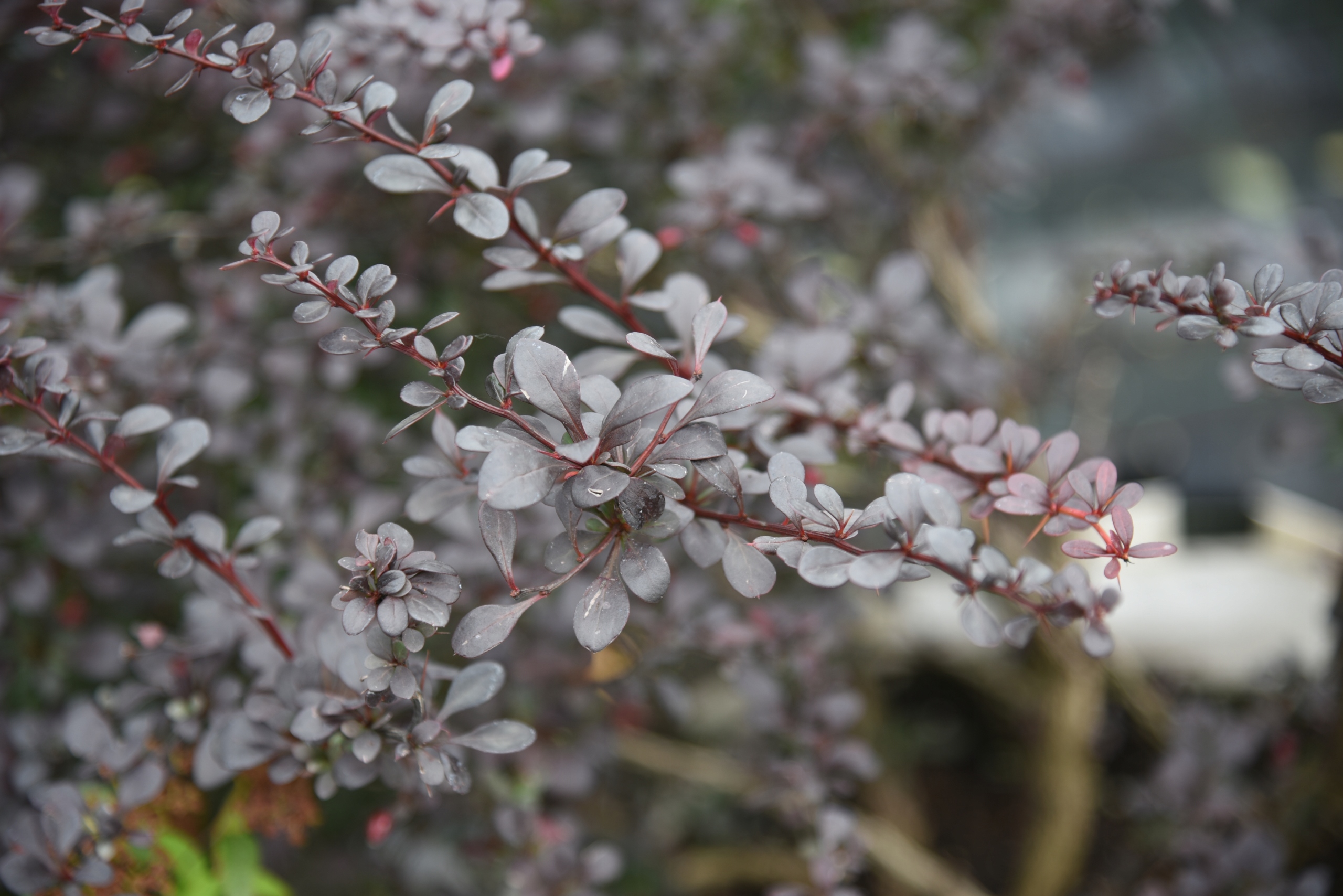 Berberys Thunberga 'Dart's Red Lady' (Berberis thunbergii) Poj. 2.0L