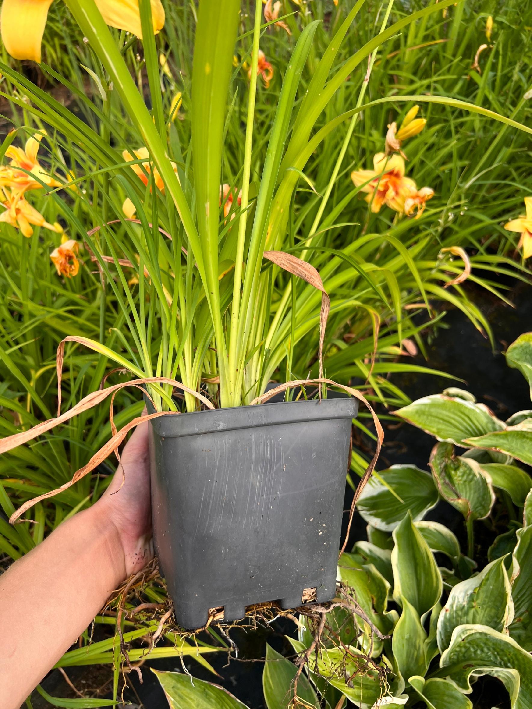 Liliowiec 'Double Happiness' (Hemerocallis) P13