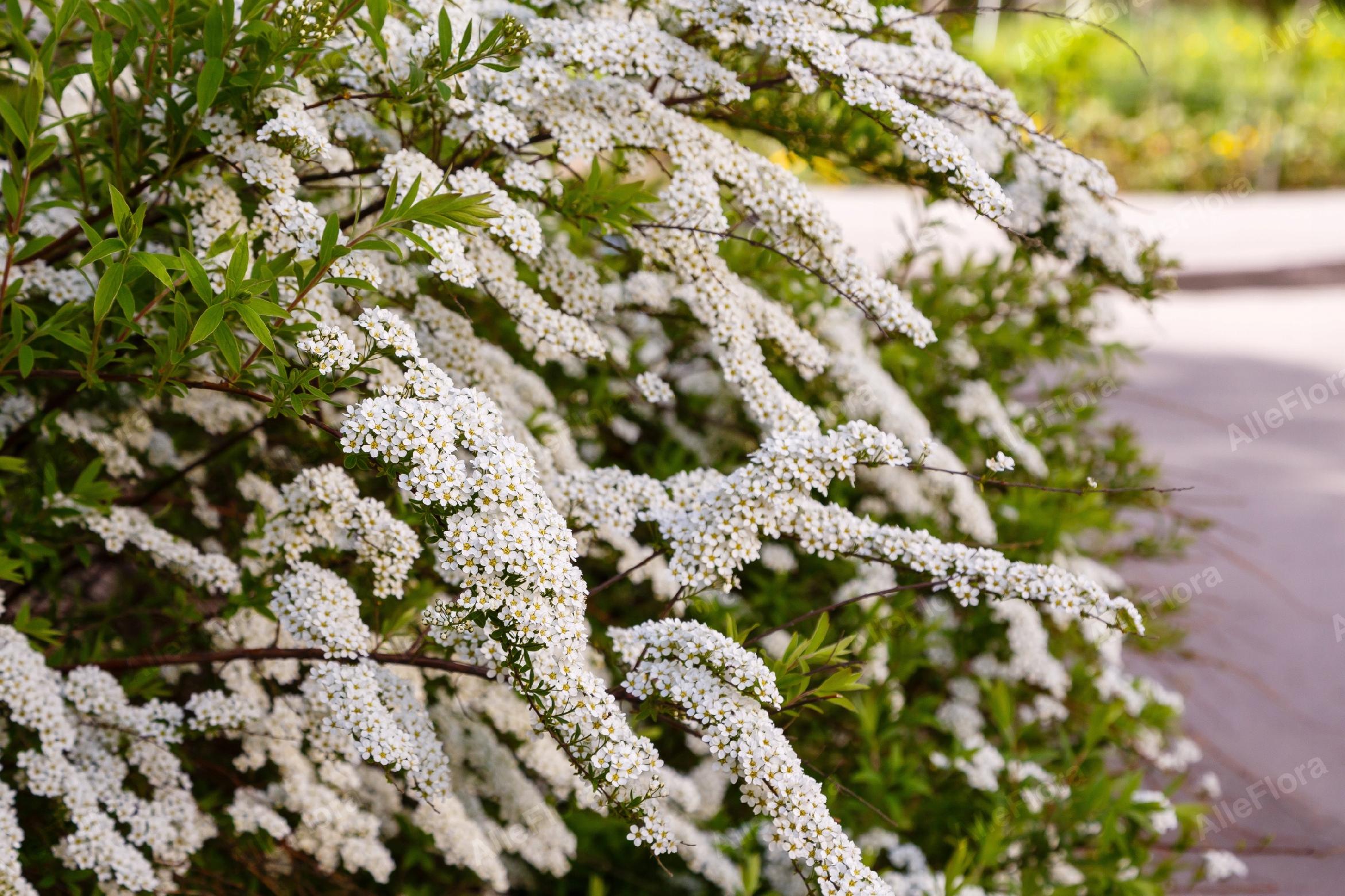 Tawuła nippońska 'Snowmound' Śnieżnobiała (Spiraea nipponica) Doniczka 2.0L