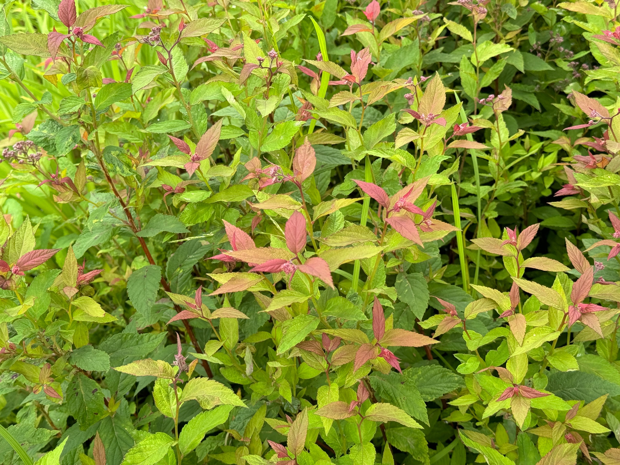 Tawuła japońska ‘Country Red’  Ciemnoróżowa (Spiraea japonica)  Poj. 2.0L