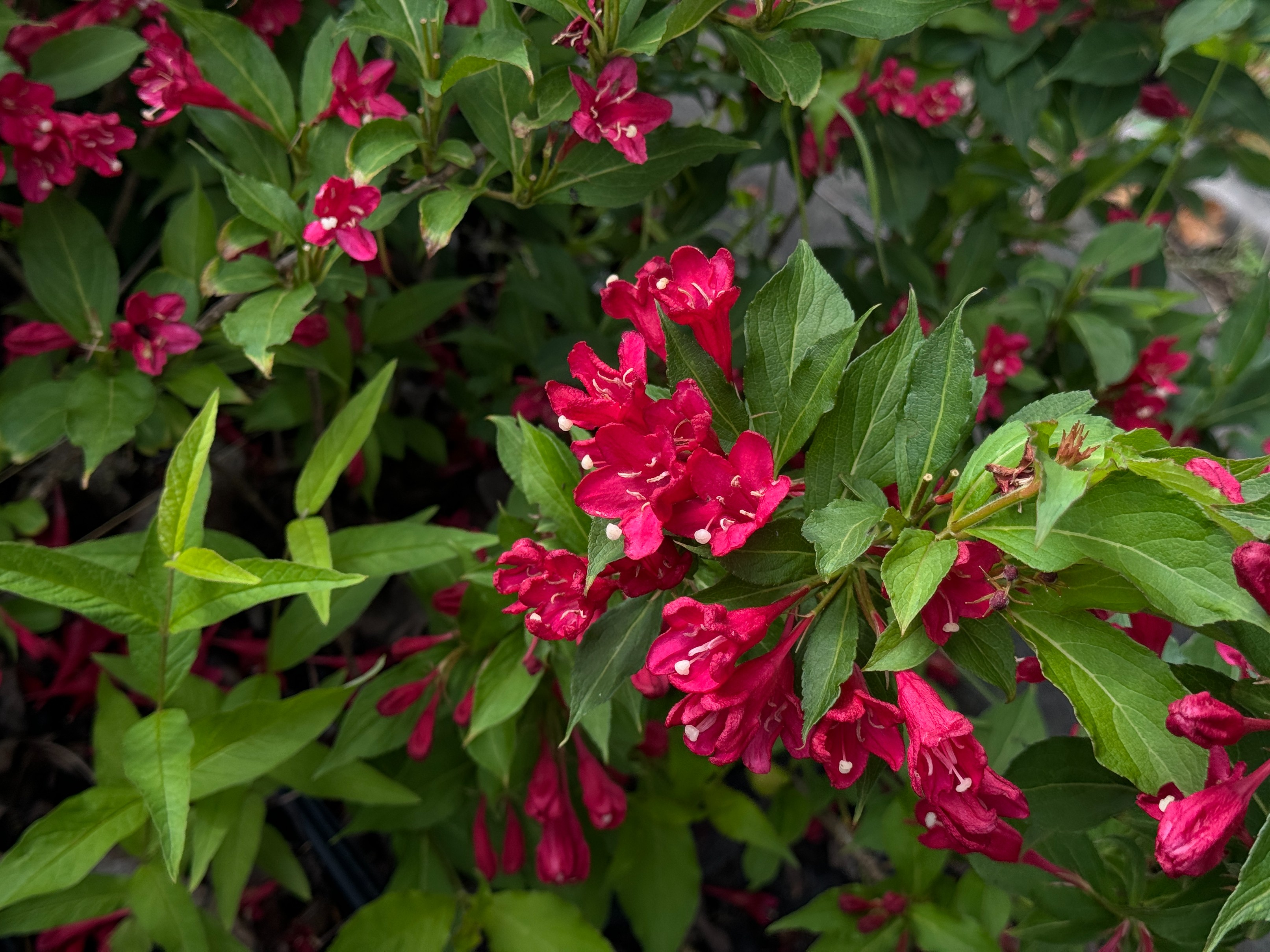 Krzewuszka cudowna 'Red Prince' (Weigela florida) Doniczka 2.0L